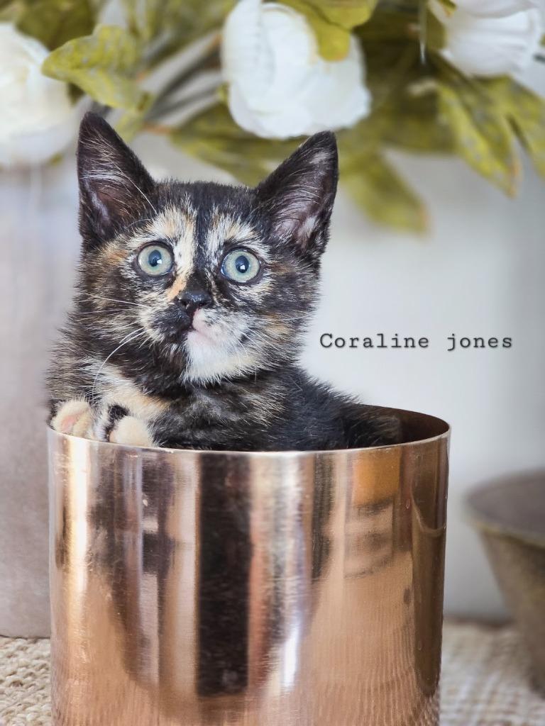 Enlarge Coraline Jones, a Adoptable mixed breed in Sandy, UT image 1/1