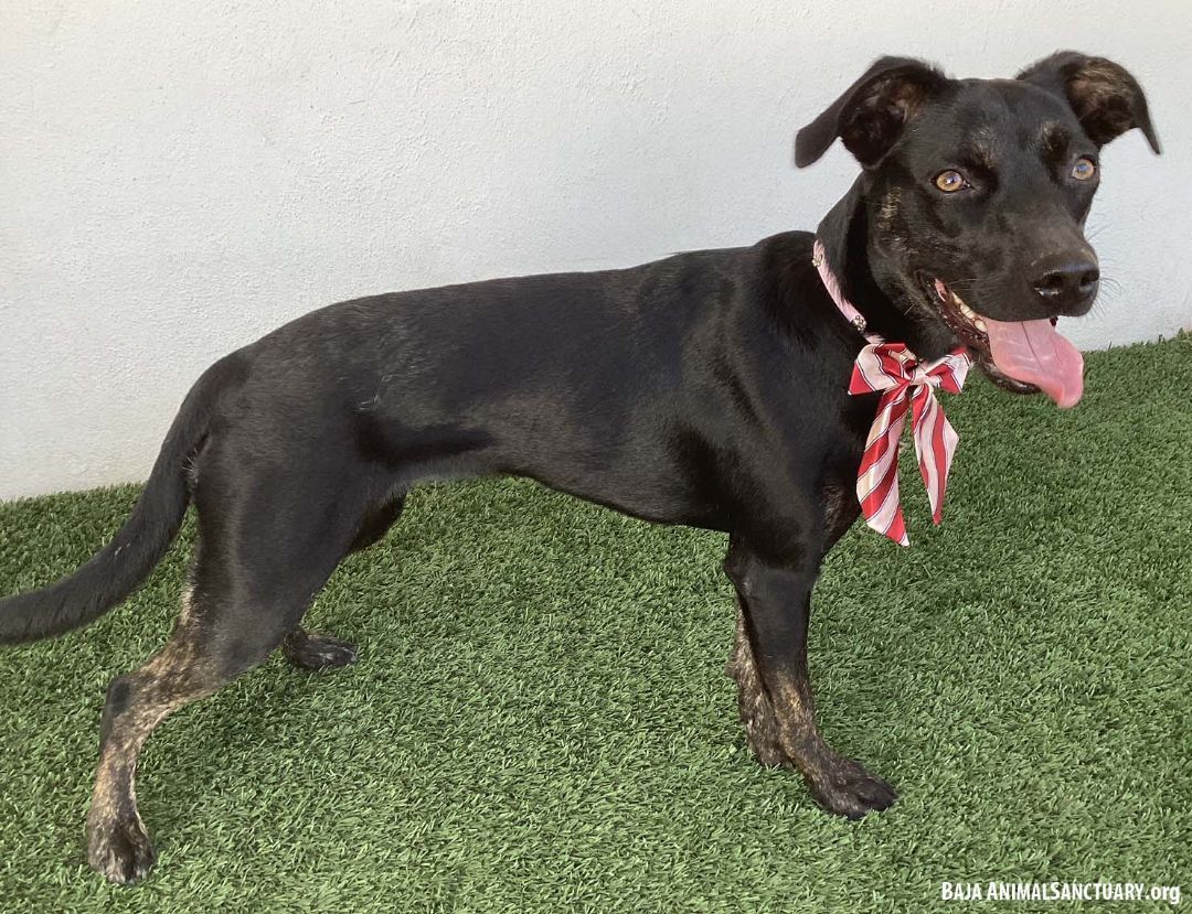 Greta, a Adoptable mixed breed in San Diego, CA image 5/6