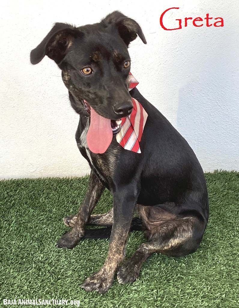 Greta, a Adoptable mixed breed in San Diego, CA image 1/6