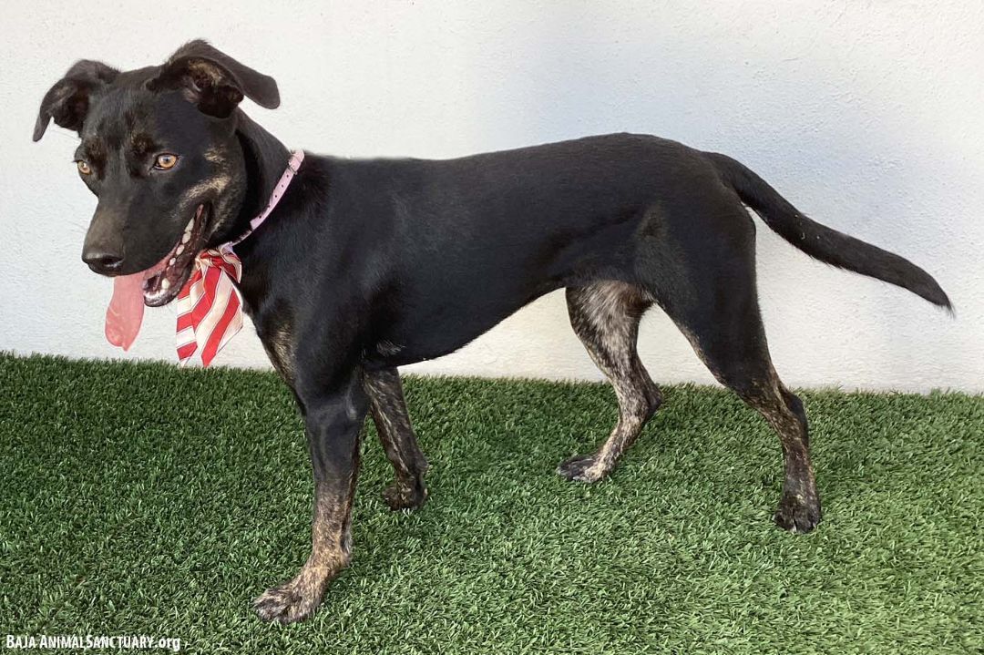 Greta, a Adoptable mixed breed in San Diego, CA image 6/6