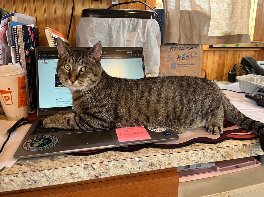 Enlarge Tigger, a Adoptable mixed breed in Peru, NY image 3/4