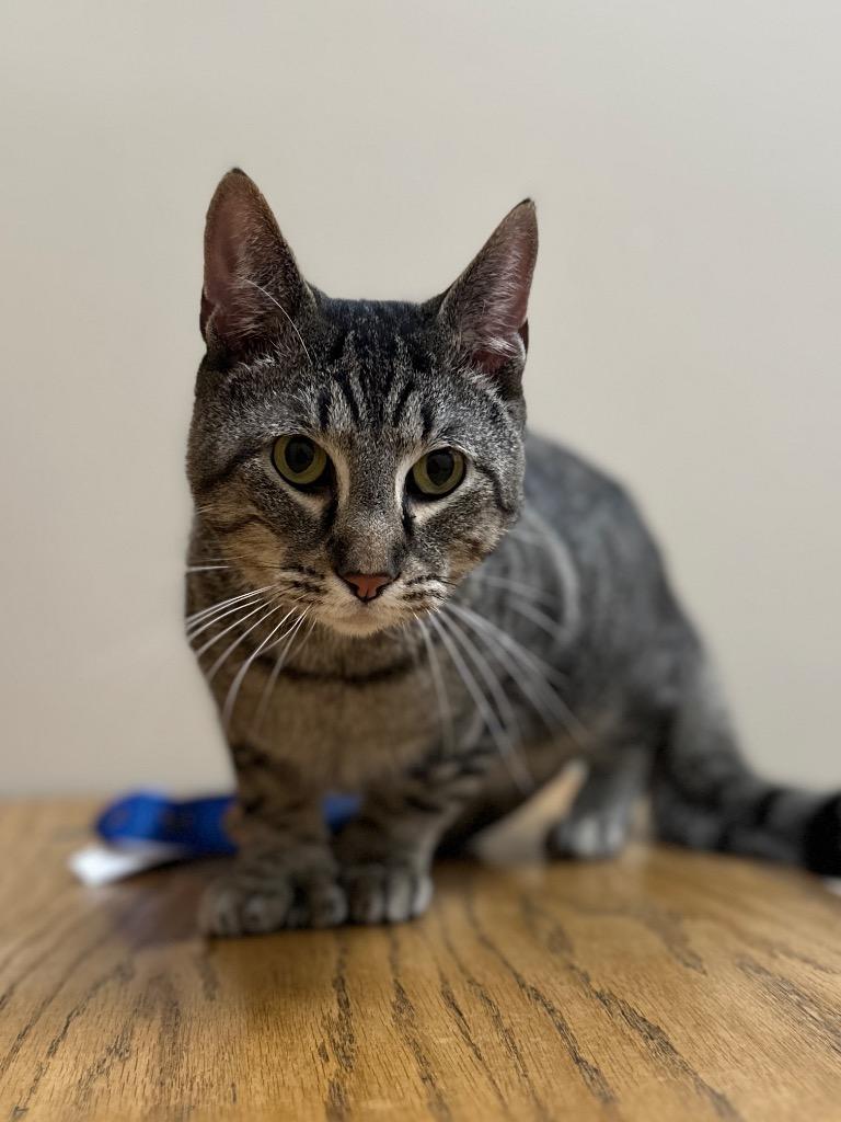 Enlarge Tigger, a Adoptable mixed breed in Peru, NY image 4/4