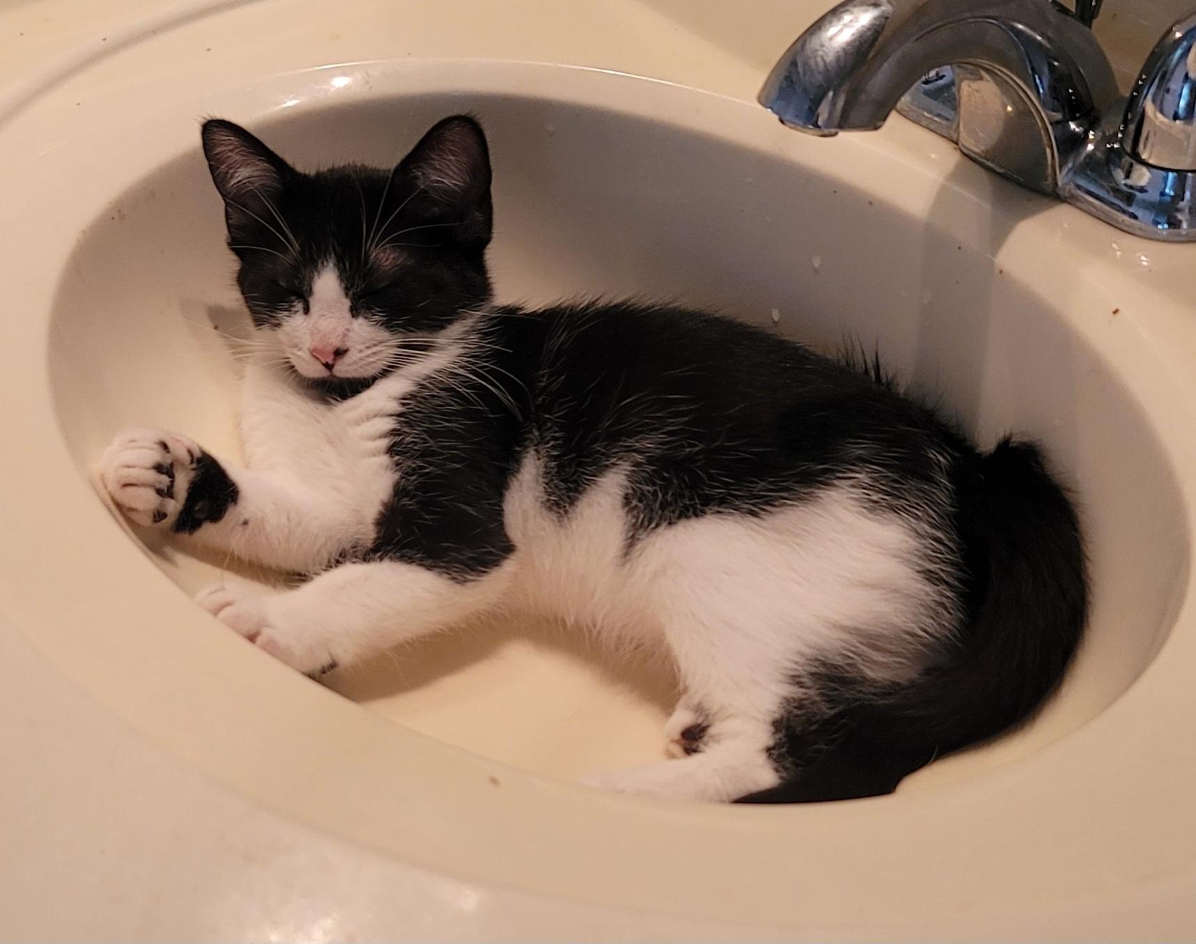 Enlarge Cosmo, a Adoptable Domestic Medium Hair in Orlando, FL image 2/4