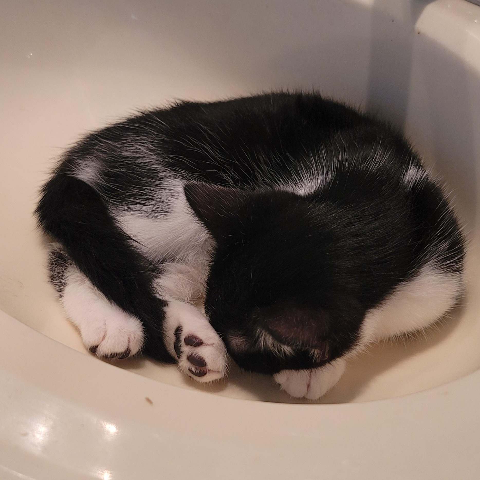 Enlarge Cosmo, a Adoptable Domestic Medium Hair in Orlando, FL image 4/4
