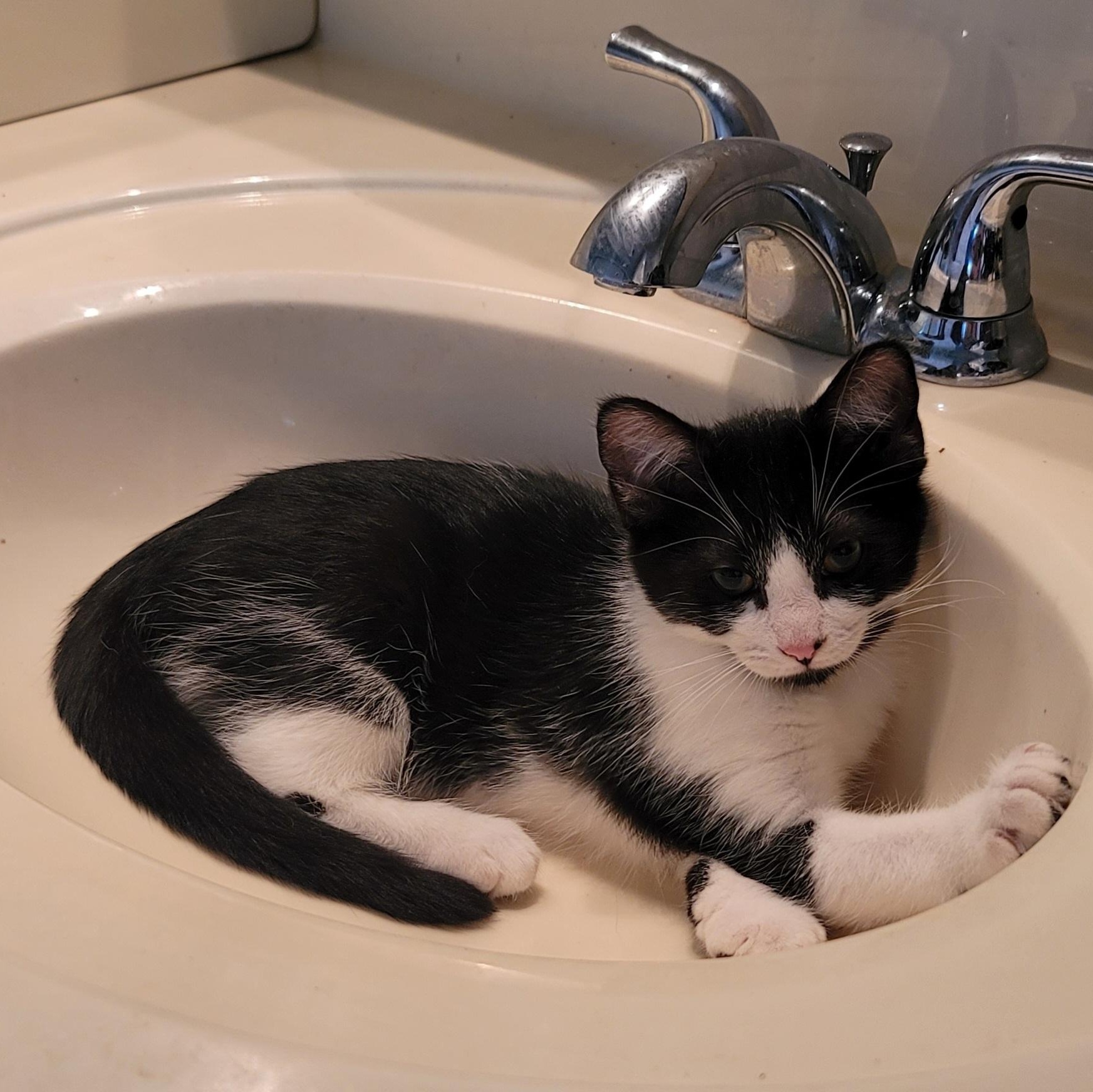 Enlarge Cosmo, a Adoptable Domestic Medium Hair in Orlando, FL image 3/4