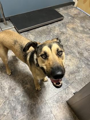 Bronson, a ADOPTABLE Mixed Breed in Missoula, MT image 2/2