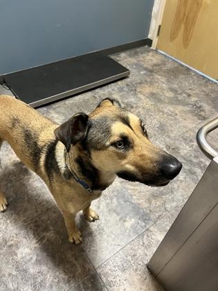 Bronson, ADOPTABLE, Young Male Mixed Breed.