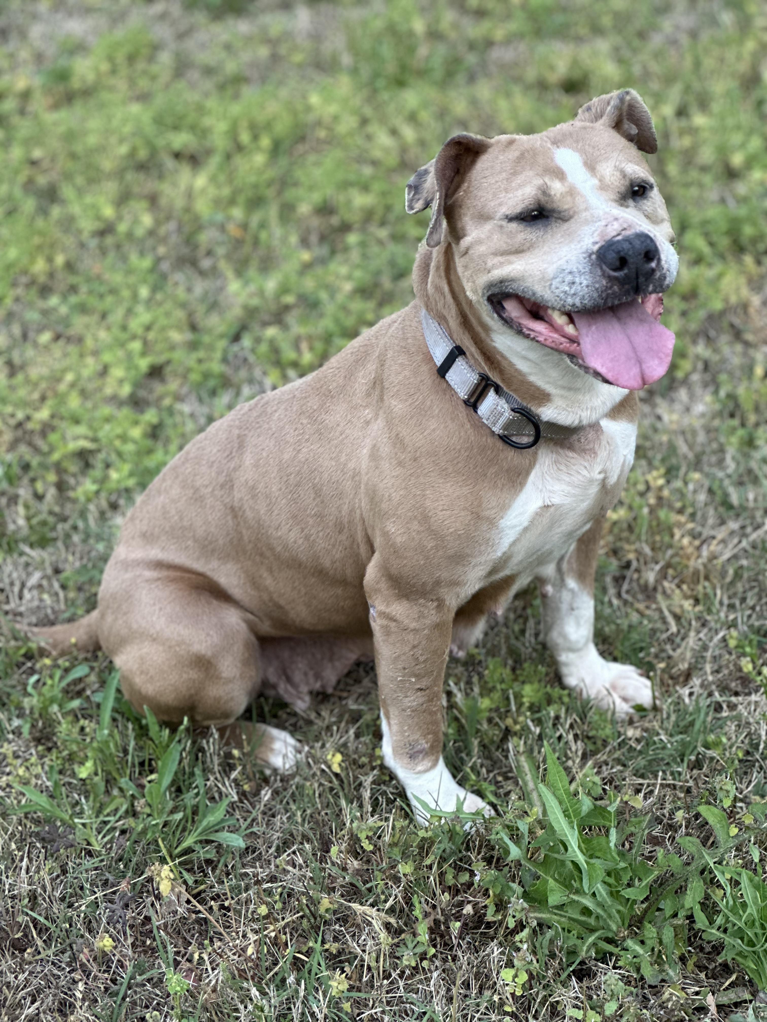 Andi, ADOPTABLE, Adult Female American Bully.