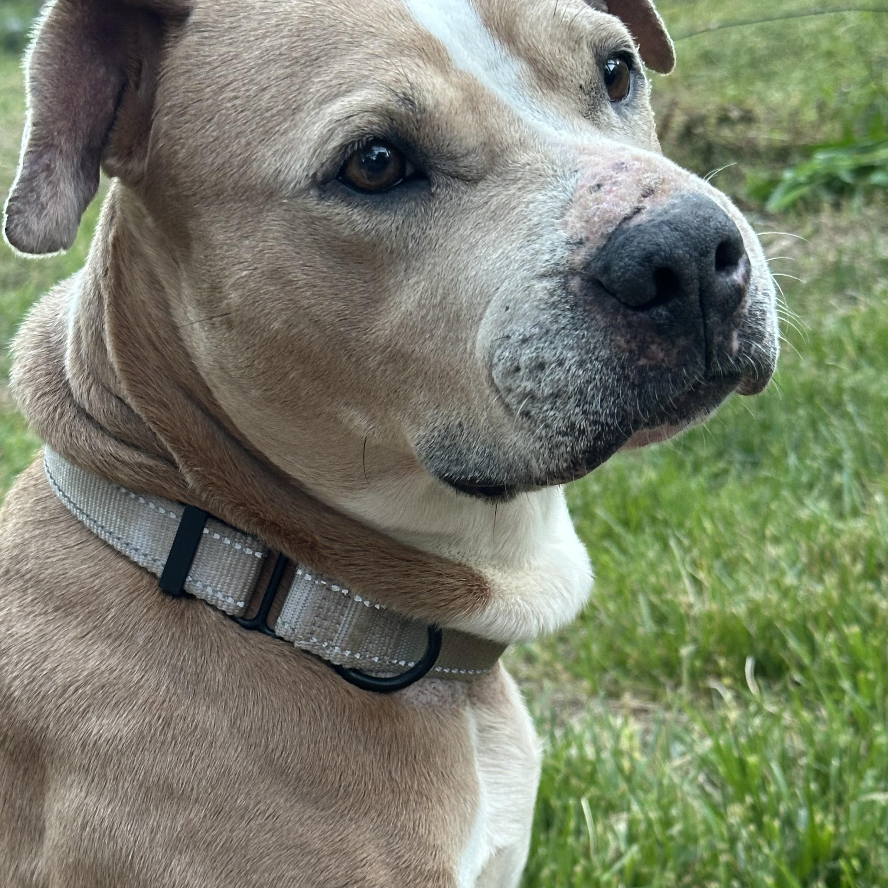 Enlarge Andi, a ADOPTABLE mixed breed in Maiden, NC image 4/5