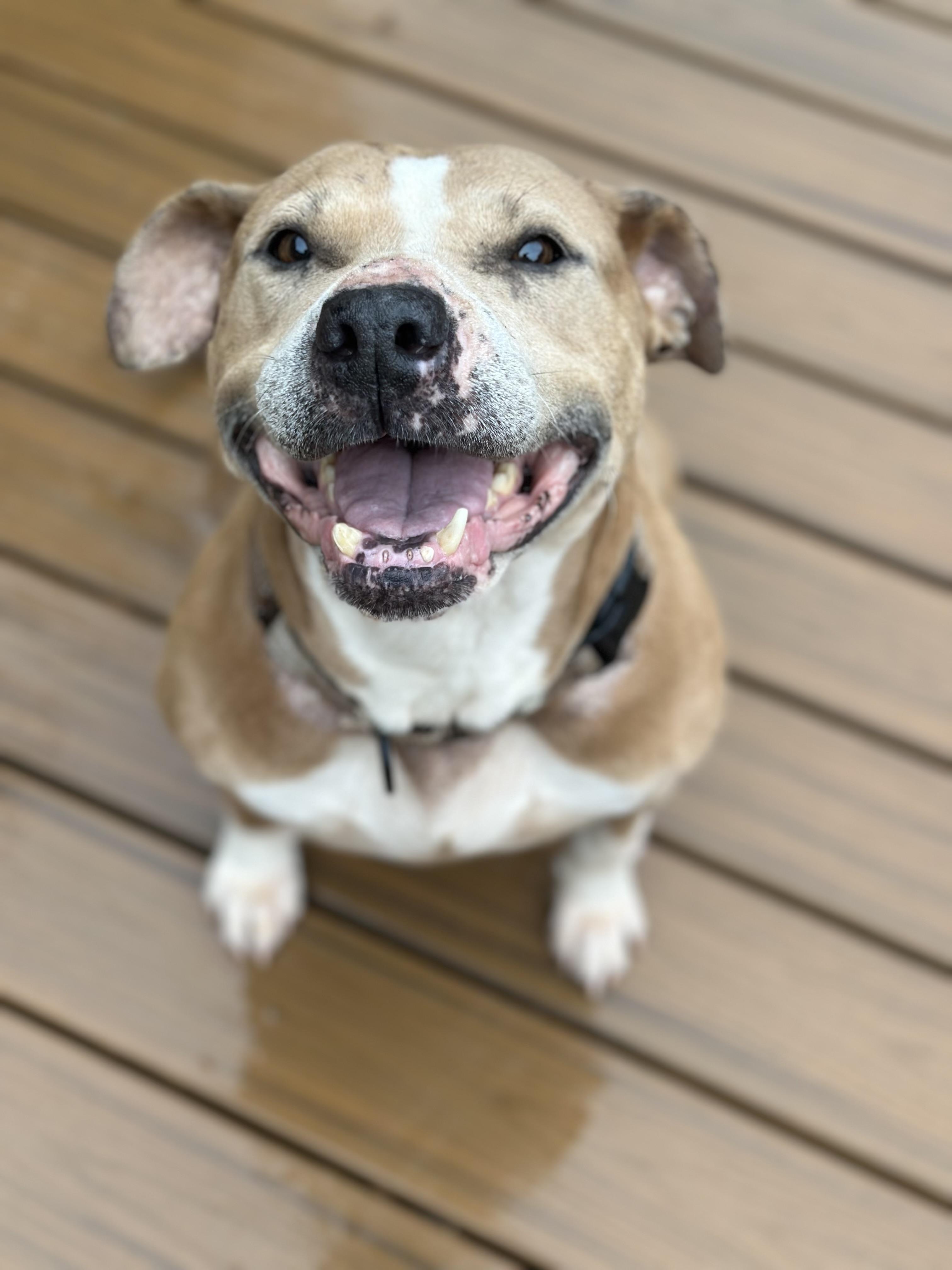 Enlarge Andi, a ADOPTABLE mixed breed in Maiden, NC image 5/5