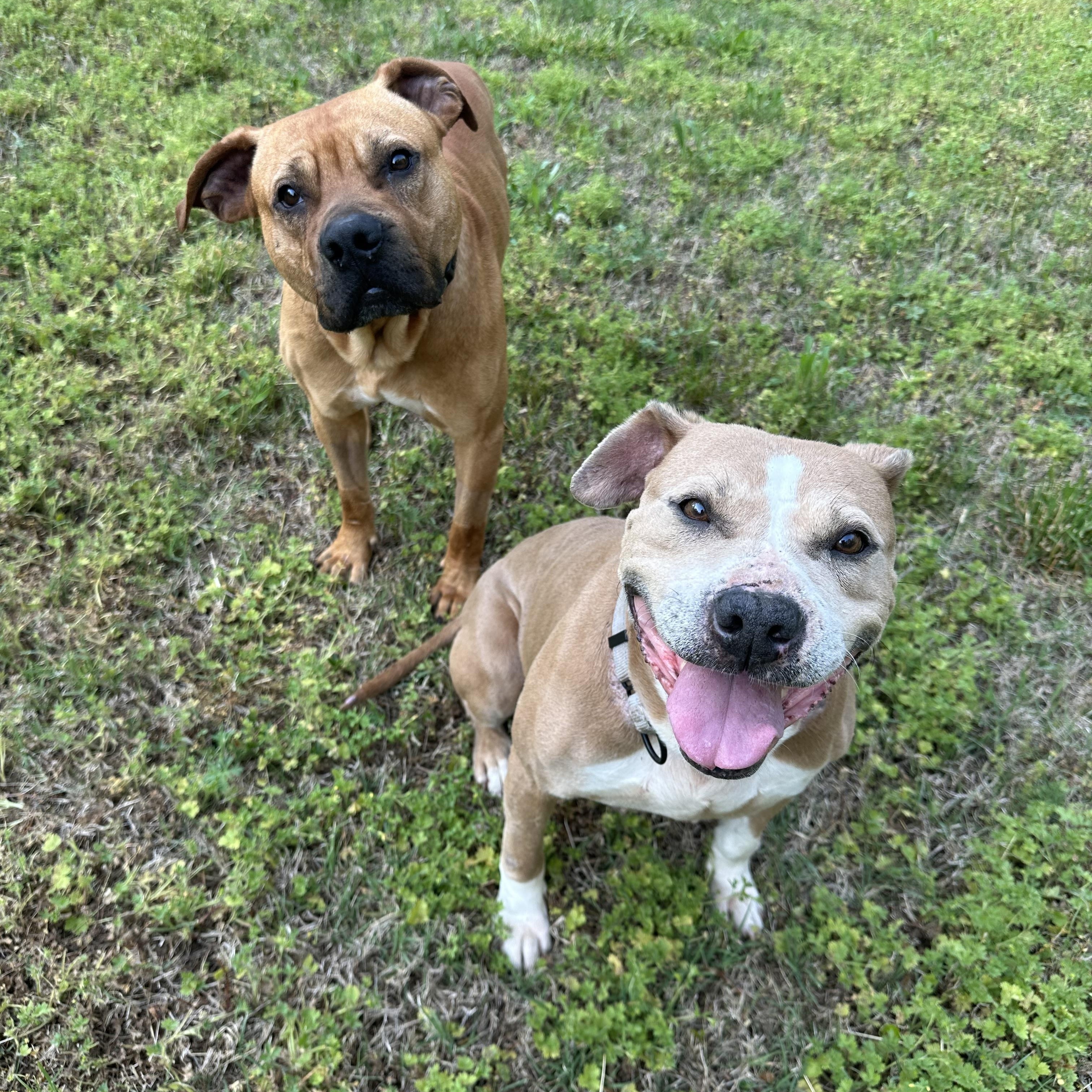 Enlarge Andi, a ADOPTABLE mixed breed in Maiden, NC image 3/5