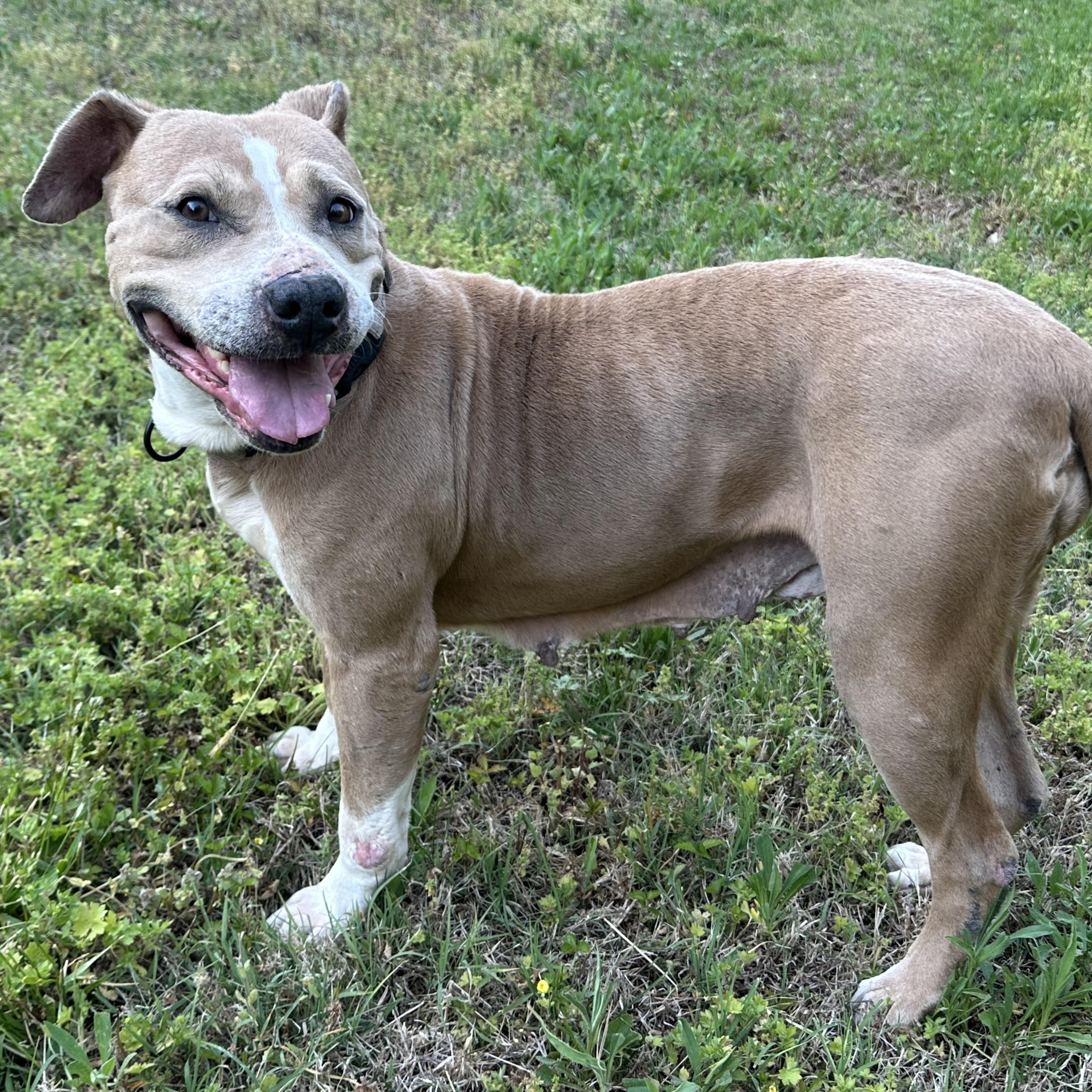 Enlarge Andi, a ADOPTABLE mixed breed in Maiden, NC image 2/5