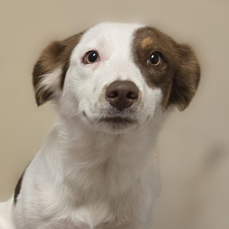 Enlarge Nellie, a Adoptable mixed breed in Wickenburg, AZ image 2/2