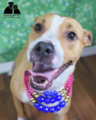 Girl, Adoptable, Adult Female Pit Bull Terrier & Mixed Breed.