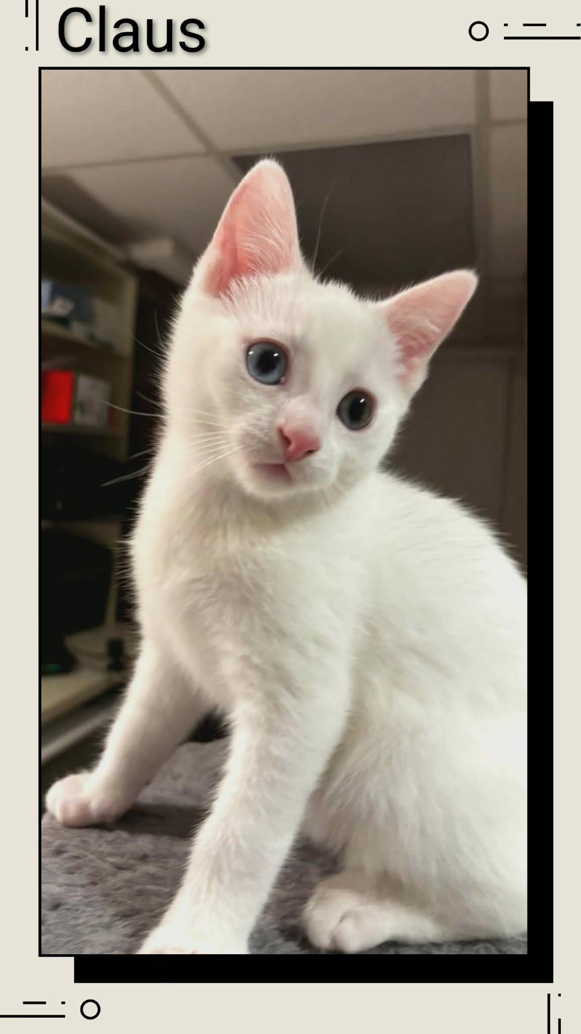 Enlarge Claus, a Adoptable Domestic Short Hair in Caistor Centre, ON image 1/1