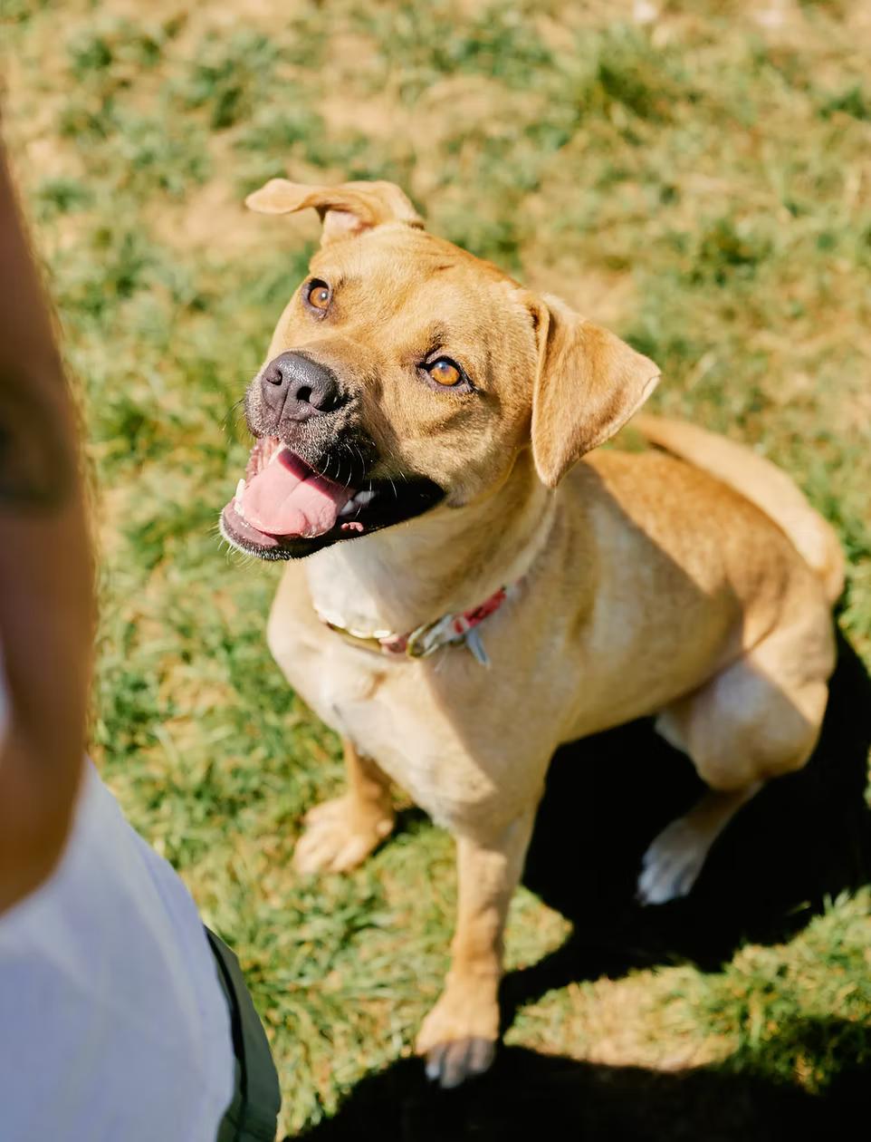 Enlarge Velma, a Adoptable mixed breed in Winston Salem , NC image 3/3