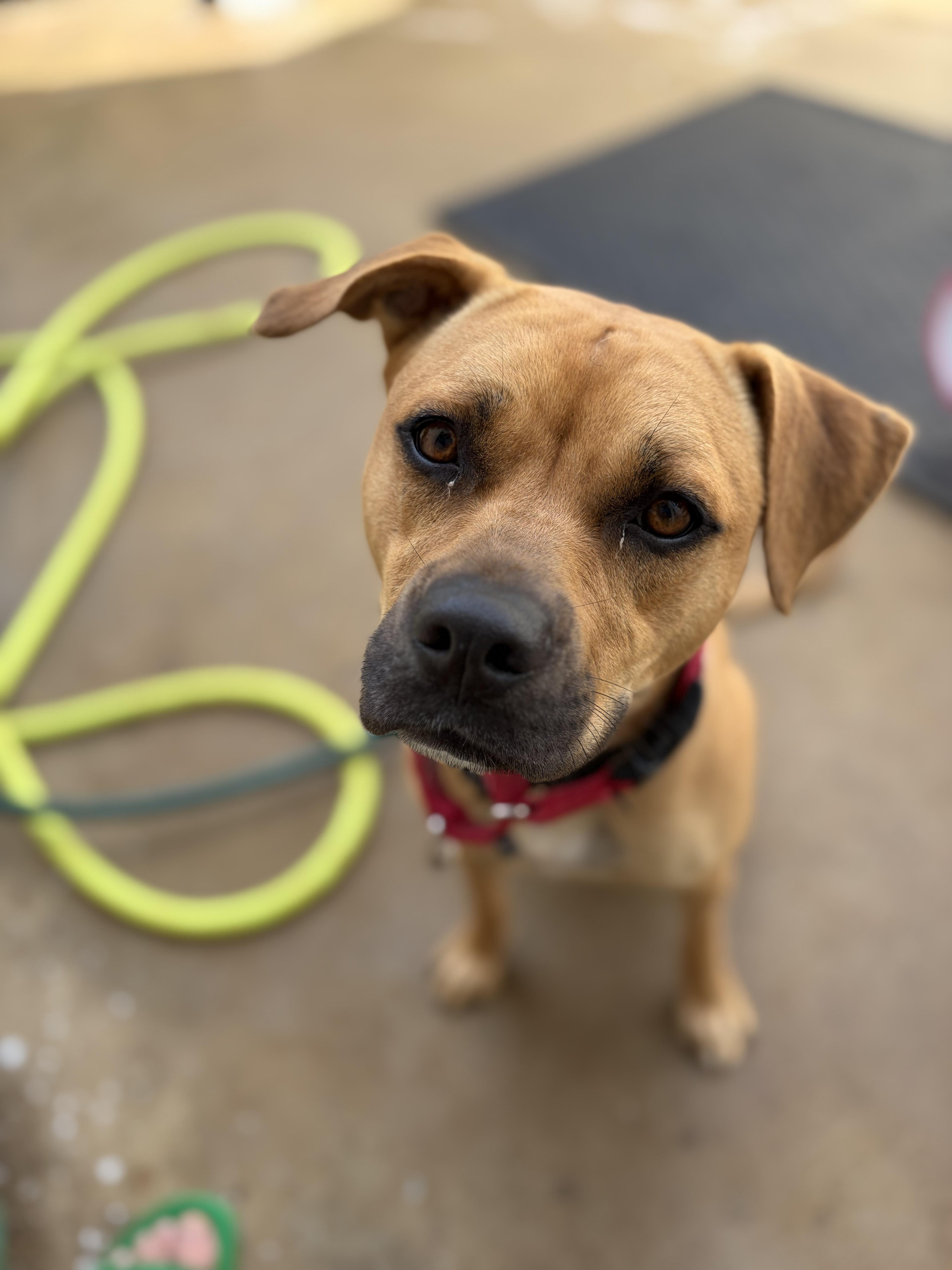Enlarge Velma, a Adoptable mixed breed in Winston Salem , NC image 1/3