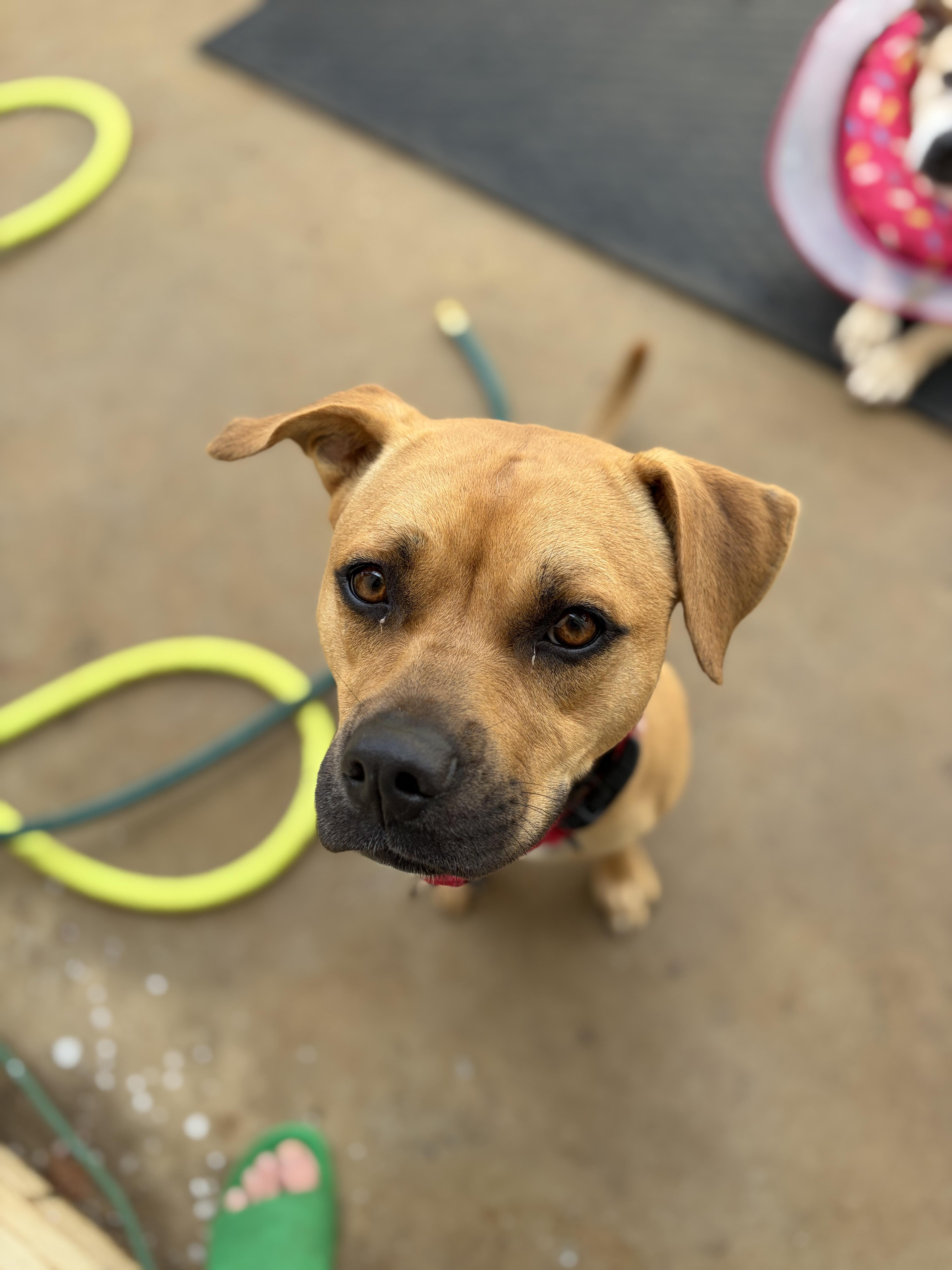 Enlarge Velma, a Adoptable mixed breed in Winston Salem , NC image 2/3
