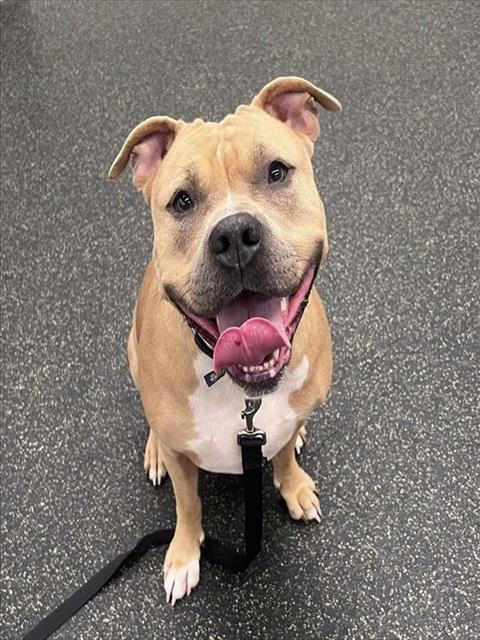 MIRAGE, Adoptable, Young Female Boxer & Mixed Breed.