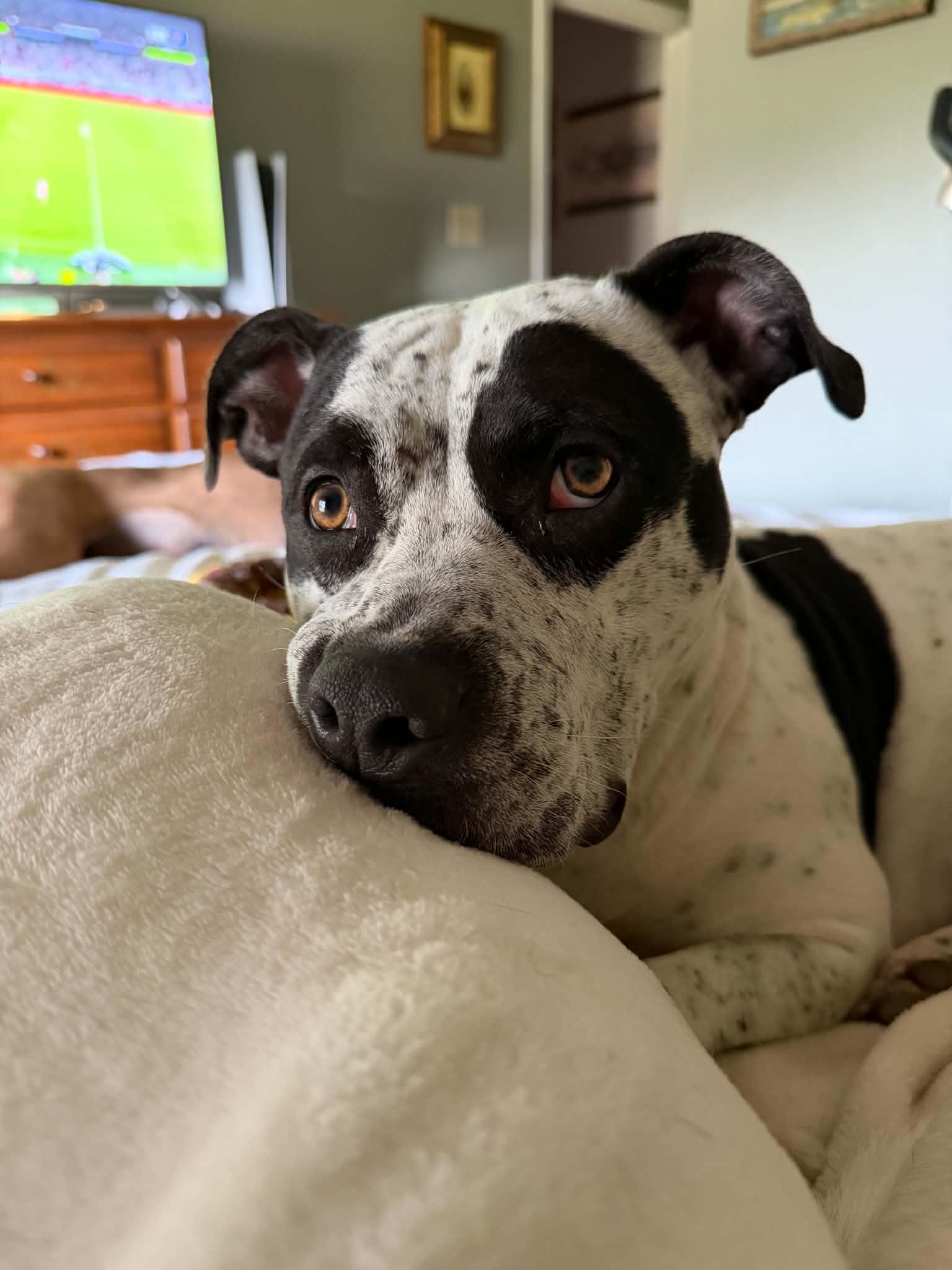 Enlarge Lola, a ADOPTABLE mixed breed in Wichita Falls, TX image 2/2