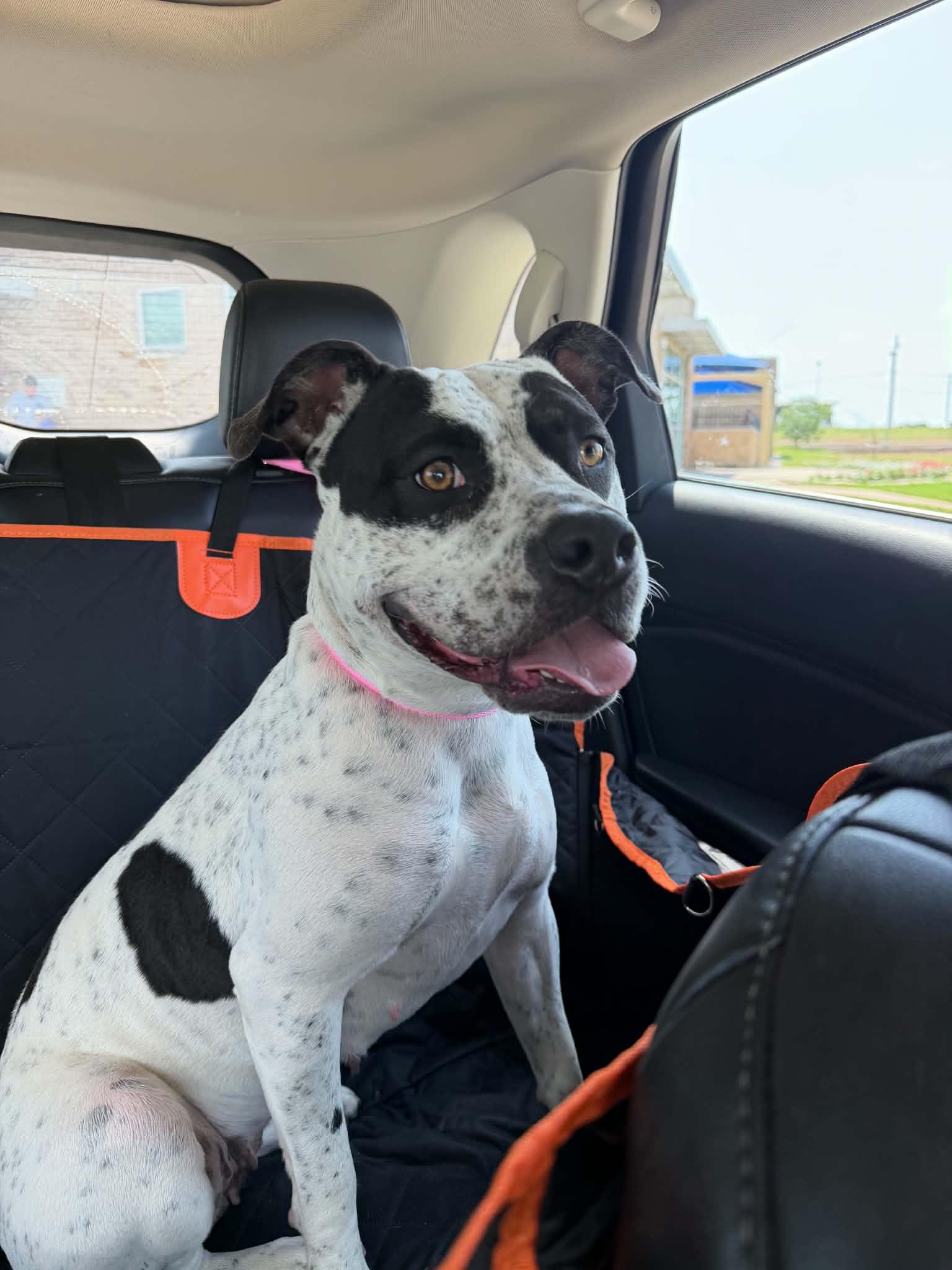 Lola, ADOPTABLE, Adult Female Pit Bull Terrier.