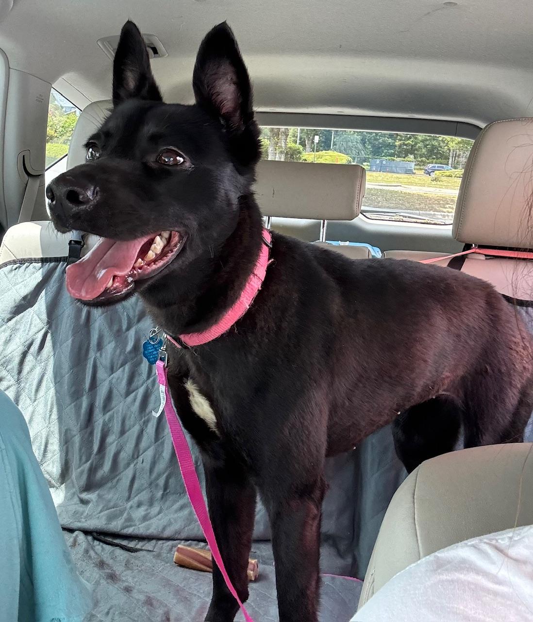 Enlarge Molly, a Adopted Mixed Breed in Cantonment, FL image 3/4