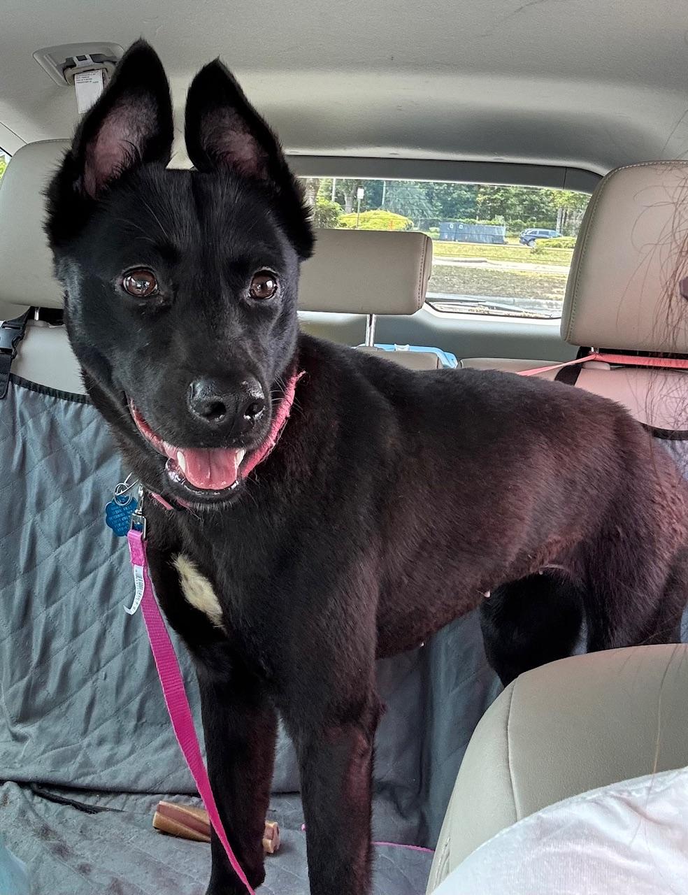 Enlarge Molly, a Adopted Mixed Breed in Cantonment, FL image 2/4