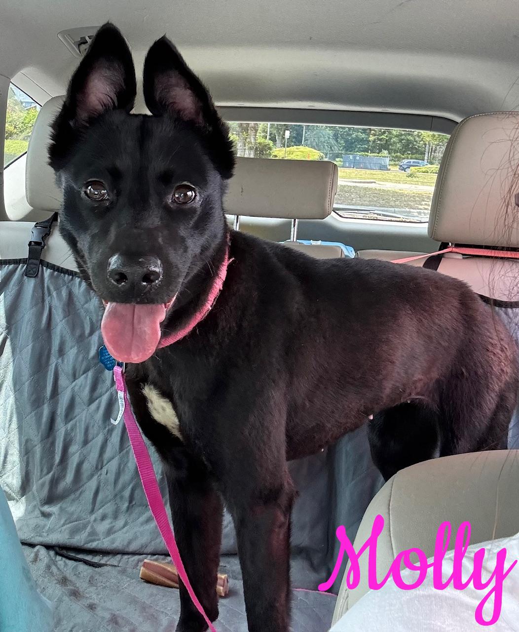 Enlarge Molly, a Adopted Mixed Breed in Cantonment, FL image 1/4