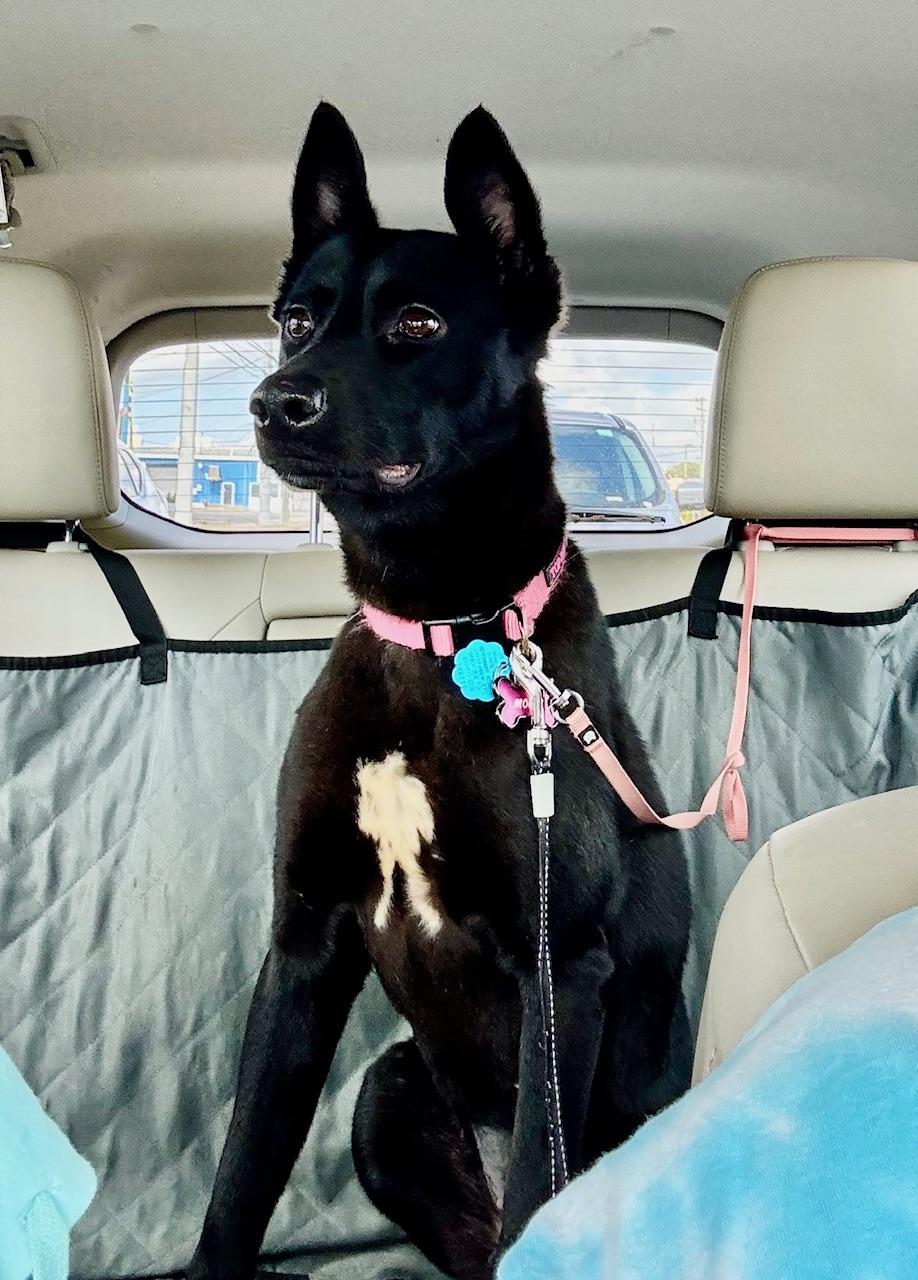 Enlarge Molly, a Adopted Mixed Breed in Cantonment, FL image 4/4