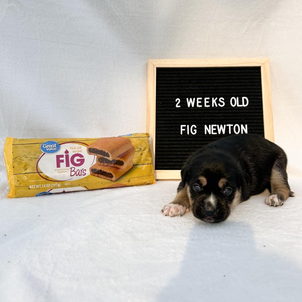 701J (2026) Fig, Adoptable, Puppy Female Siberian Husky & Boxer.