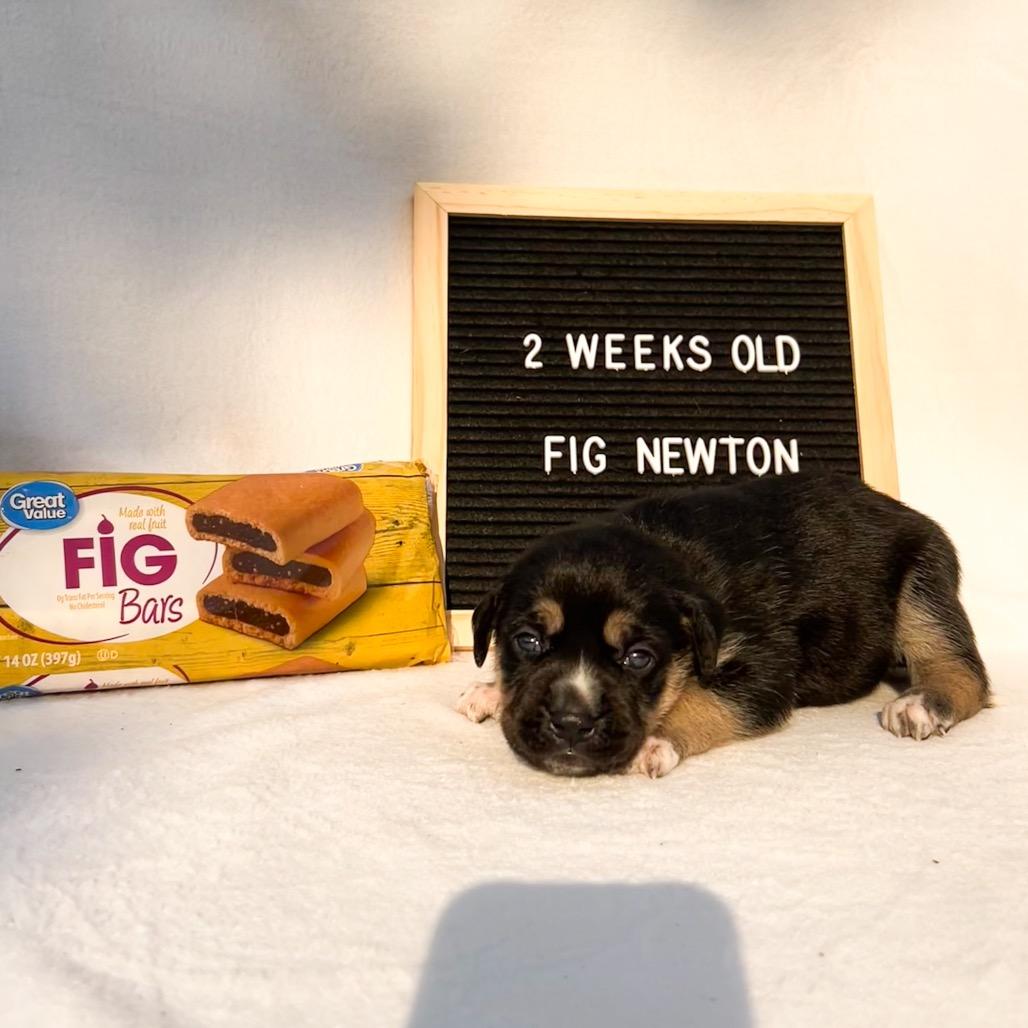 701J (2026) Fig, a Adoptable mixed breed in Parker, CO image 5/6