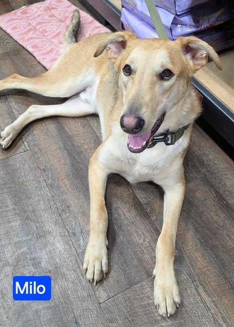 Enlarge Milo, a Adoptable mixed breed in Greeneville, TN image 5/6