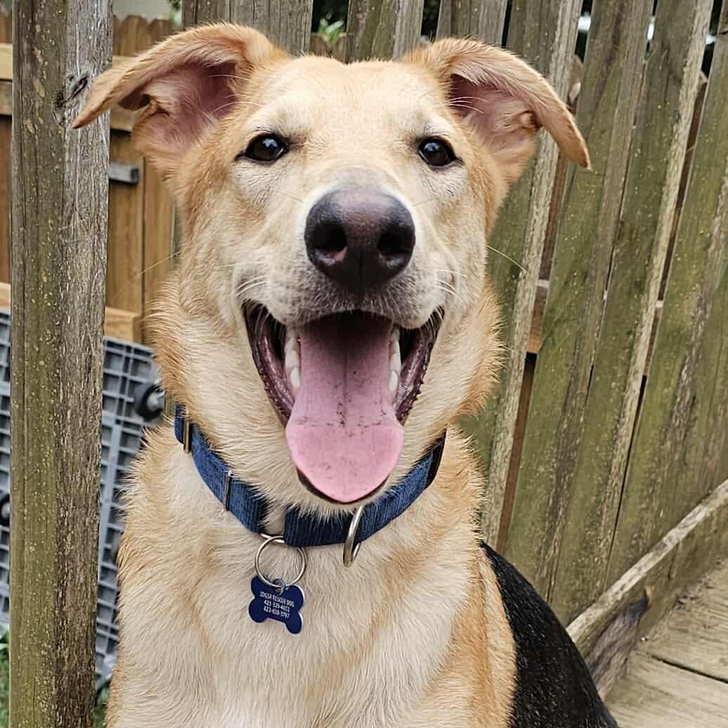 Milo, Adoptable, Young Male German Shepherd Dog & Yellow Labrador Retriever.