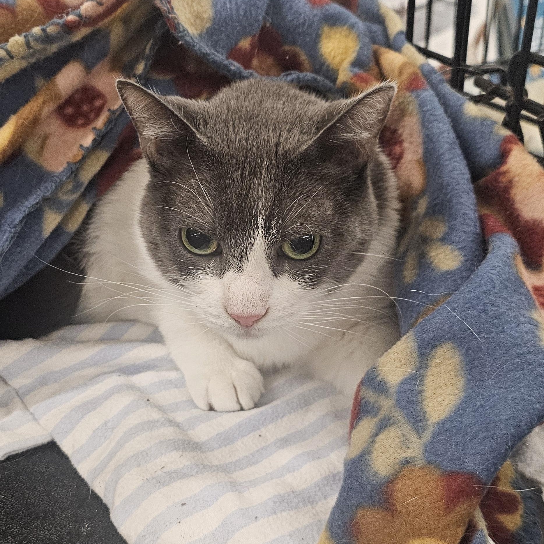 Enlarge Abby, a Adopted Domestic Short Hair in Hazlet, NJ image 1/3