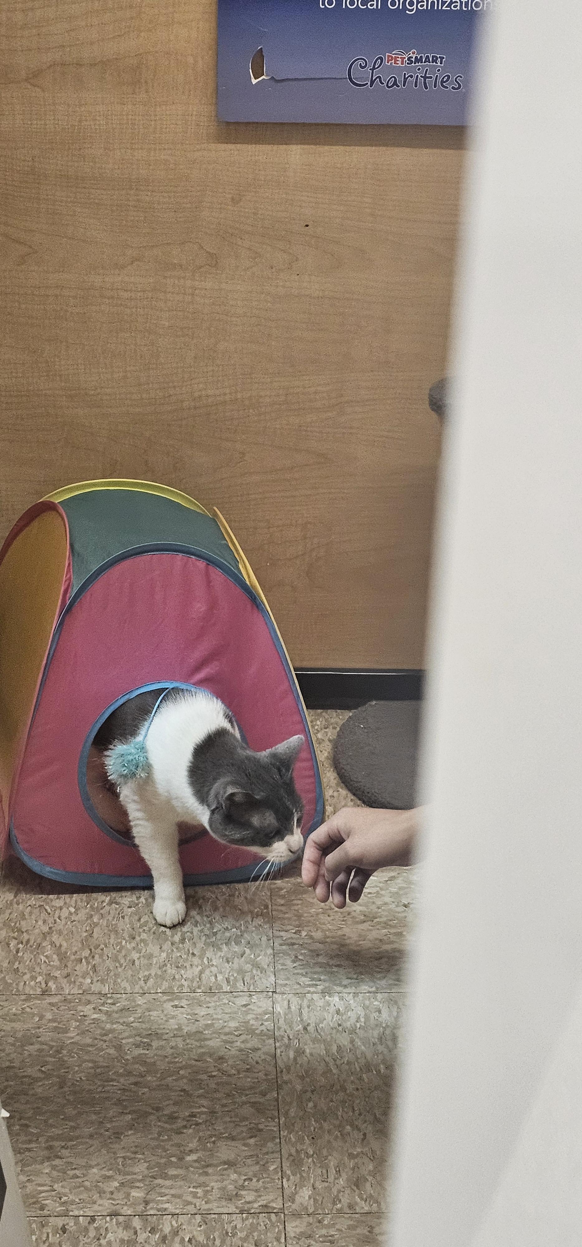 Enlarge Abby, a Adopted Domestic Short Hair in Hazlet, NJ image 2/3