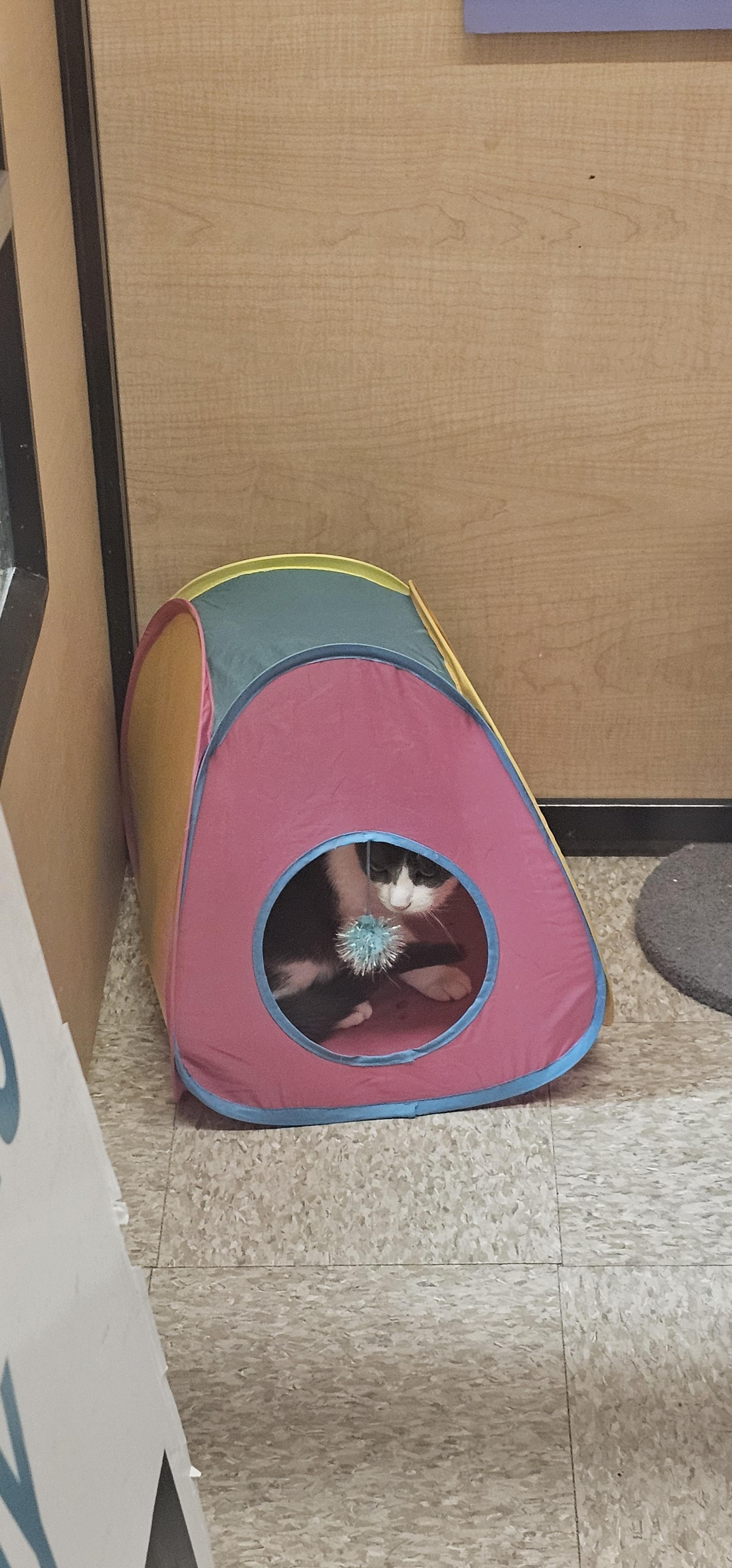 Enlarge Abby, a Adopted Domestic Short Hair in Hazlet, NJ image 3/3