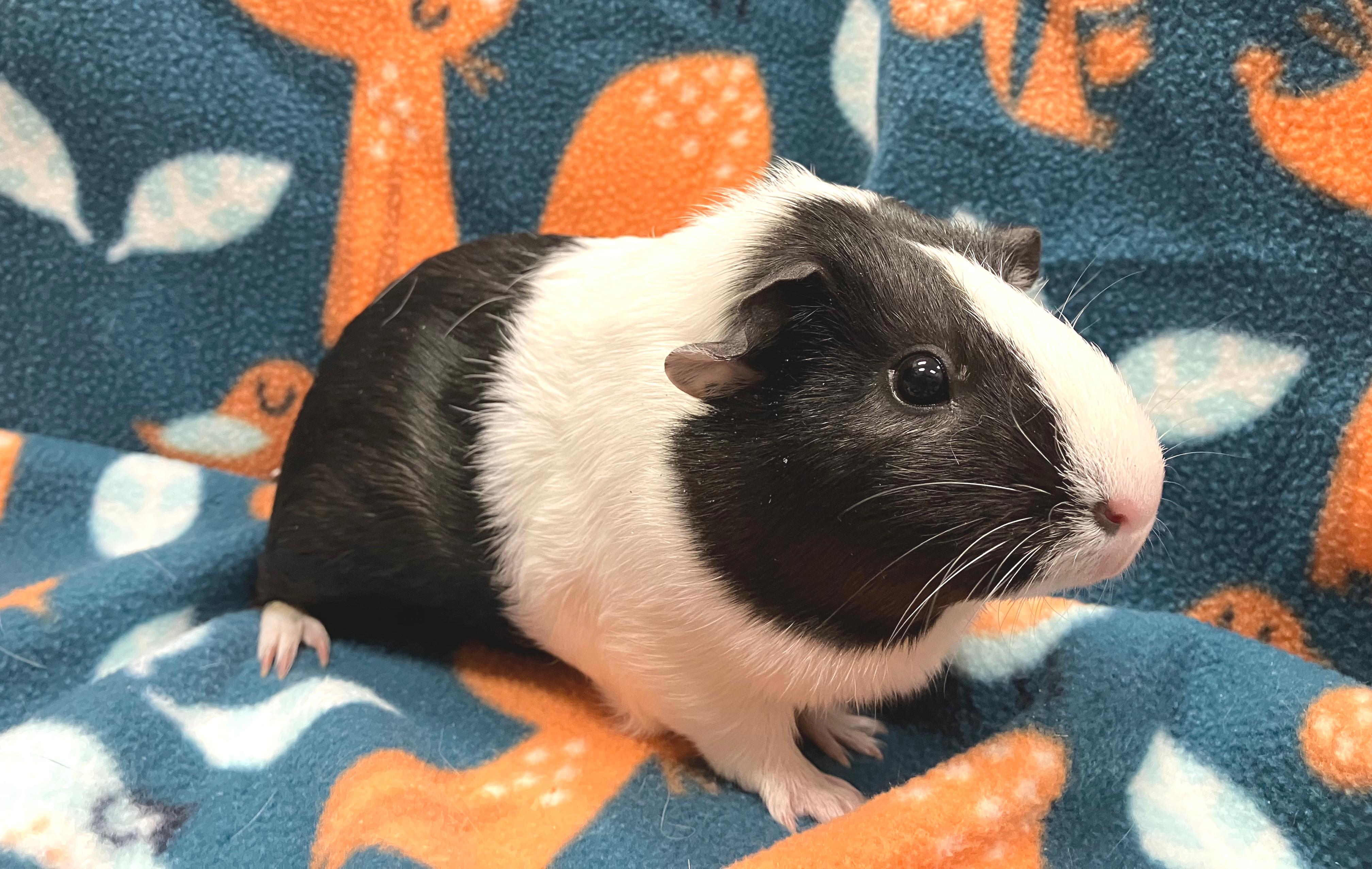 Enlarge Tia, an adopted Guinea Pig in Oshkosh, WI image 2/3