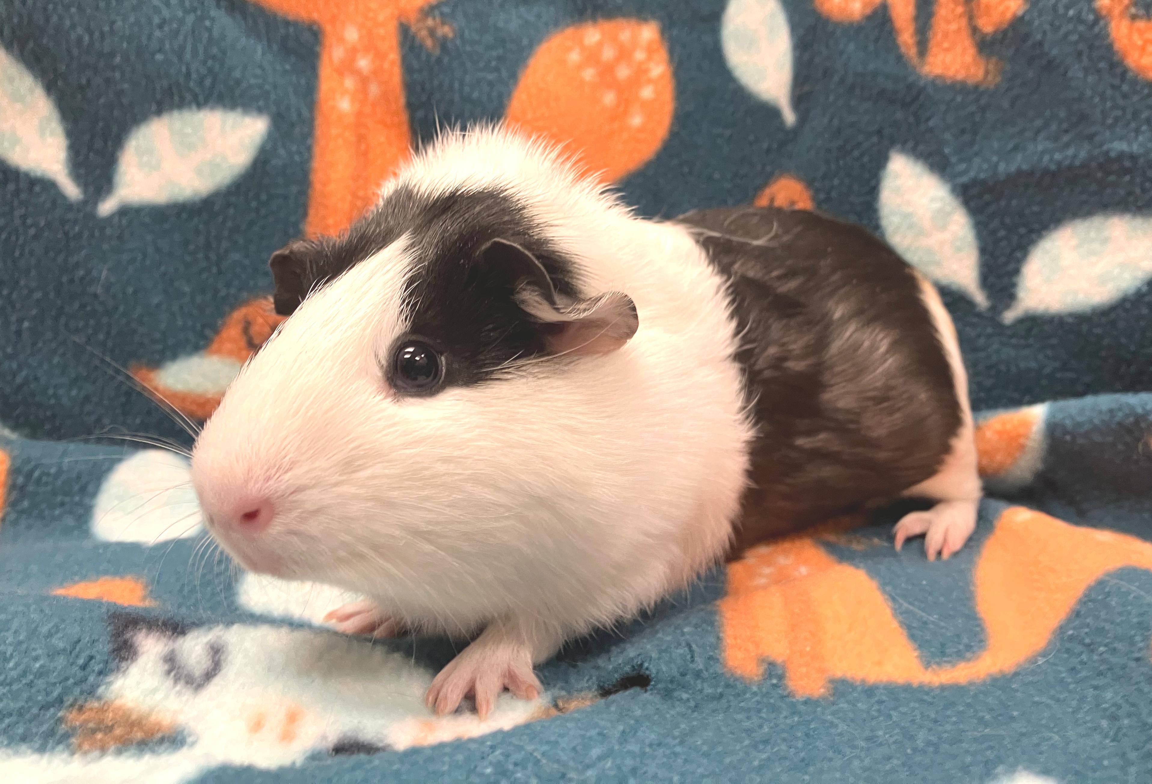 Enlarge Tia, an adopted Guinea Pig in Oshkosh, WI image 3/3