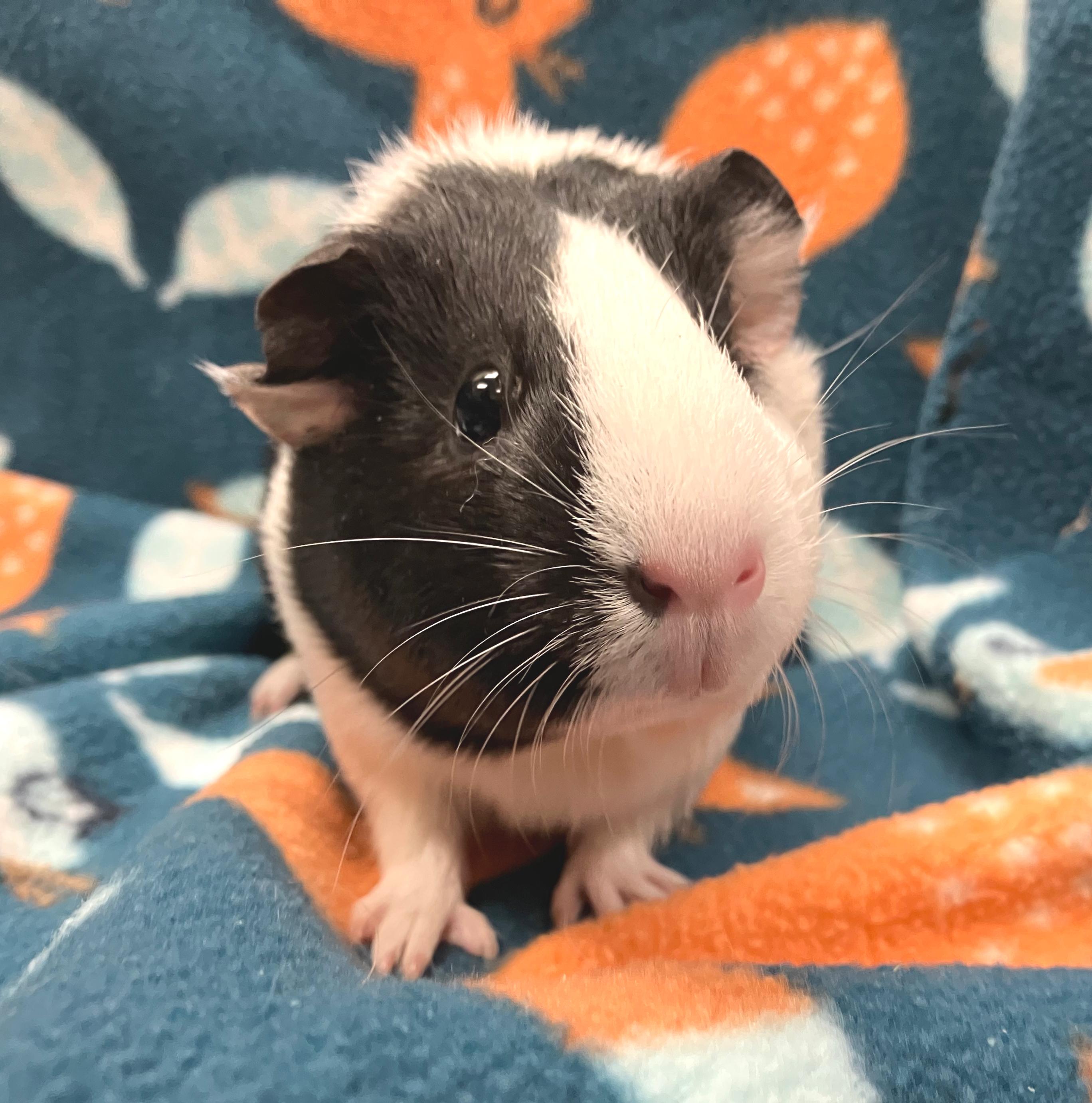 Tia, adopted, Baby Female Guinea Pig.