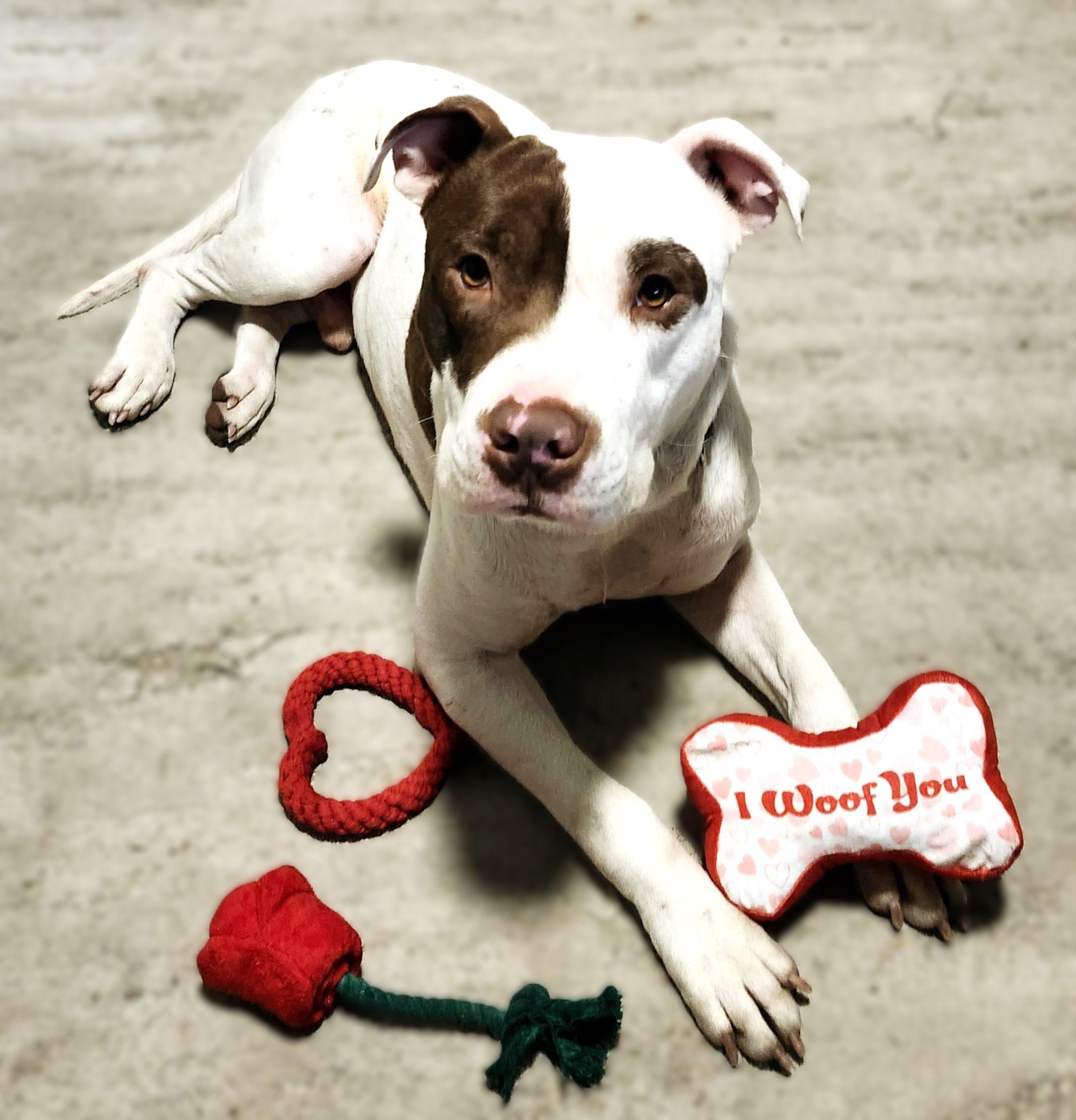 Ace, an adoptable American Staffordshire Terrier, Labrador Retriever in Hermantown, MN, 55811 | Photo Image 4