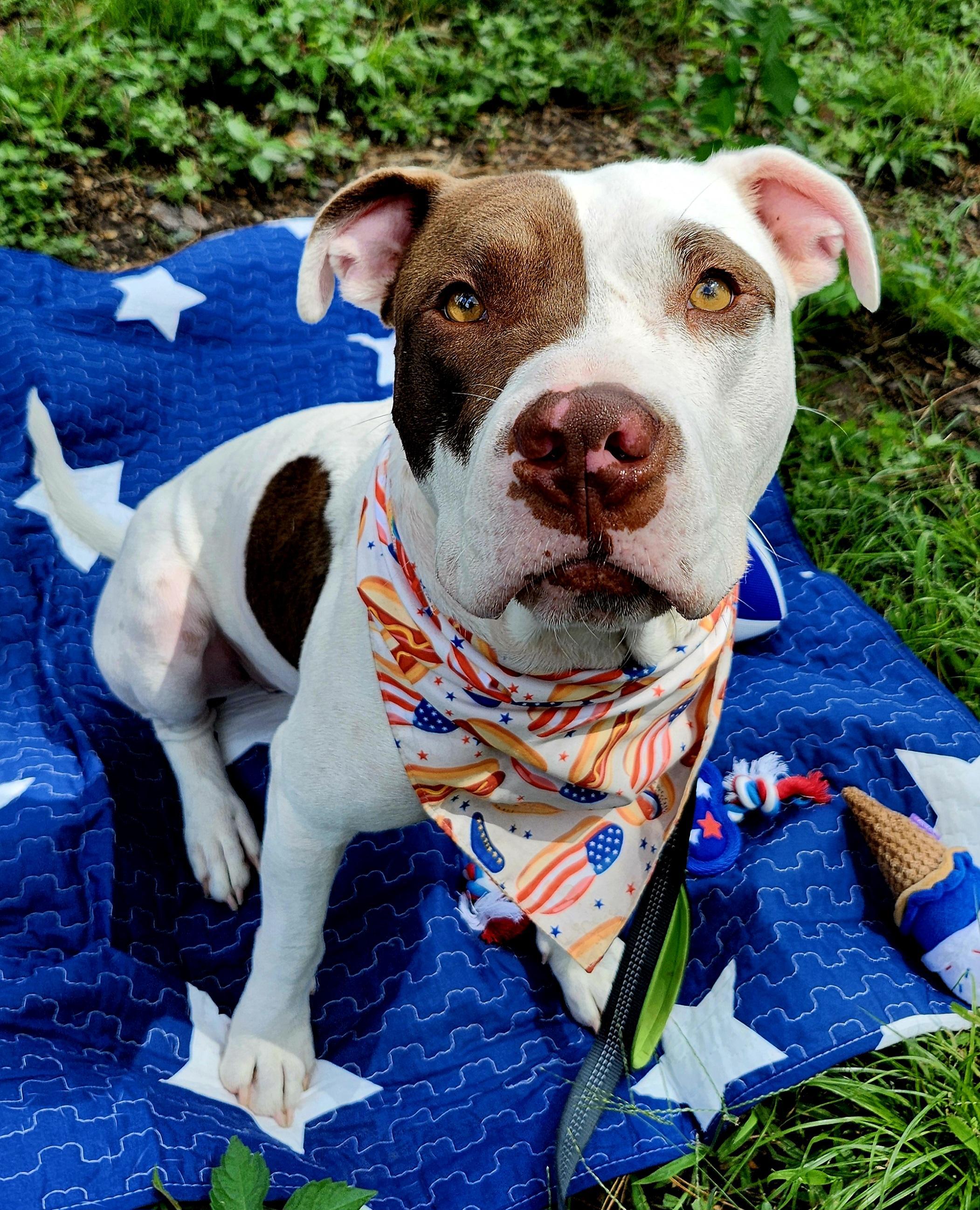 Ace, an adoptable American Staffordshire Terrier, Labrador Retriever in Hermantown, MN, 55811 | Photo Image 1