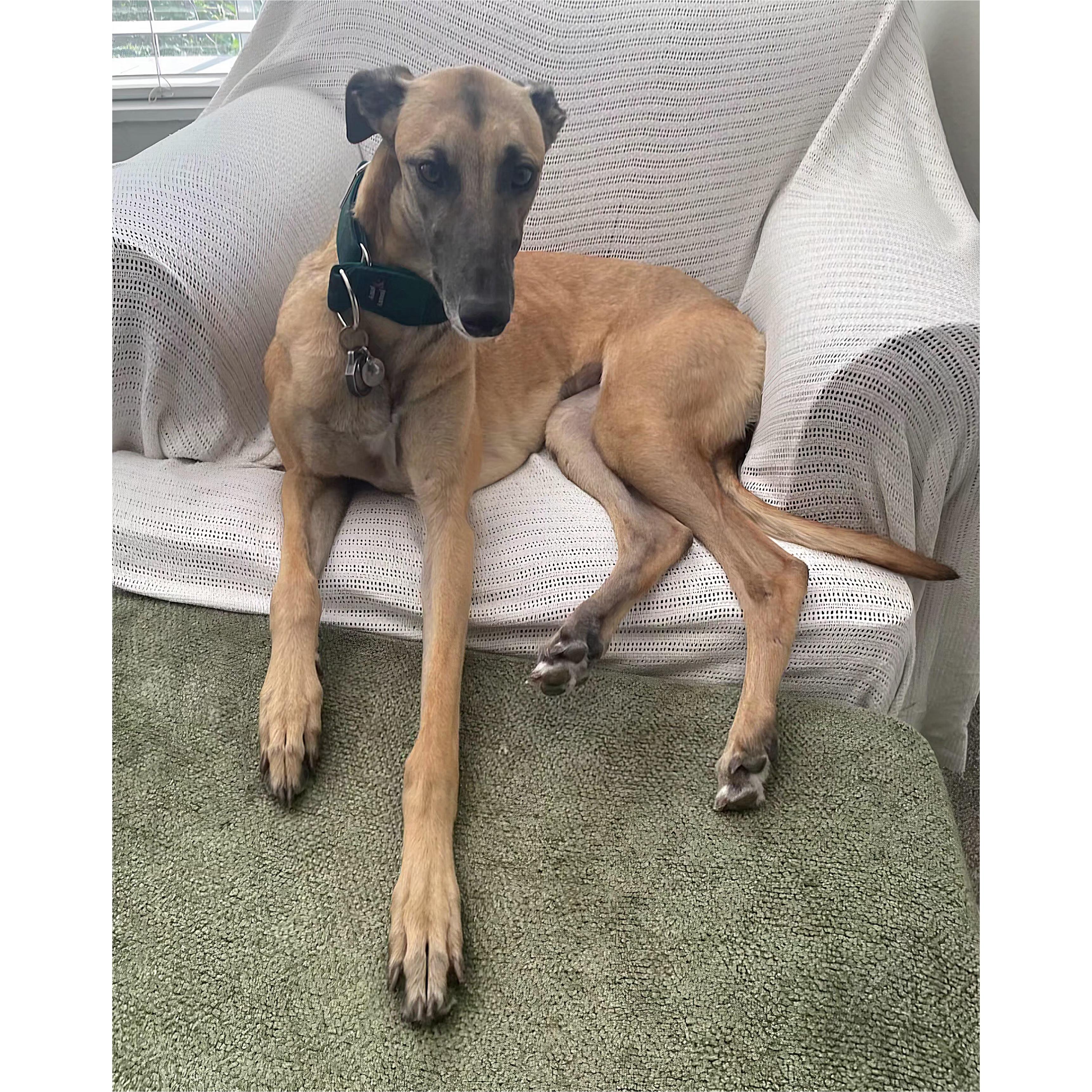Imark Hades, Adopted, Young Female Greyhound.