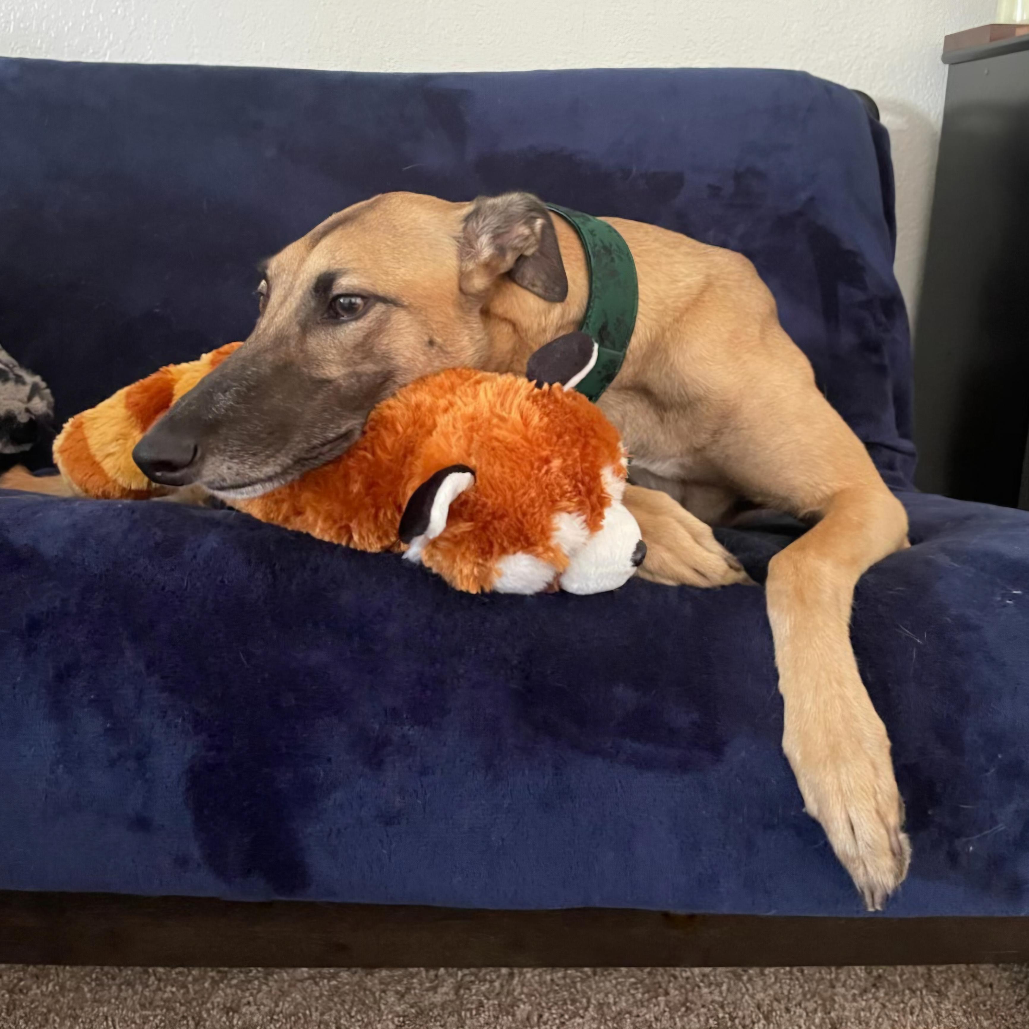 Imark Hades, a Adopted Greyhound in Tarpon Springs, FL image 2/6