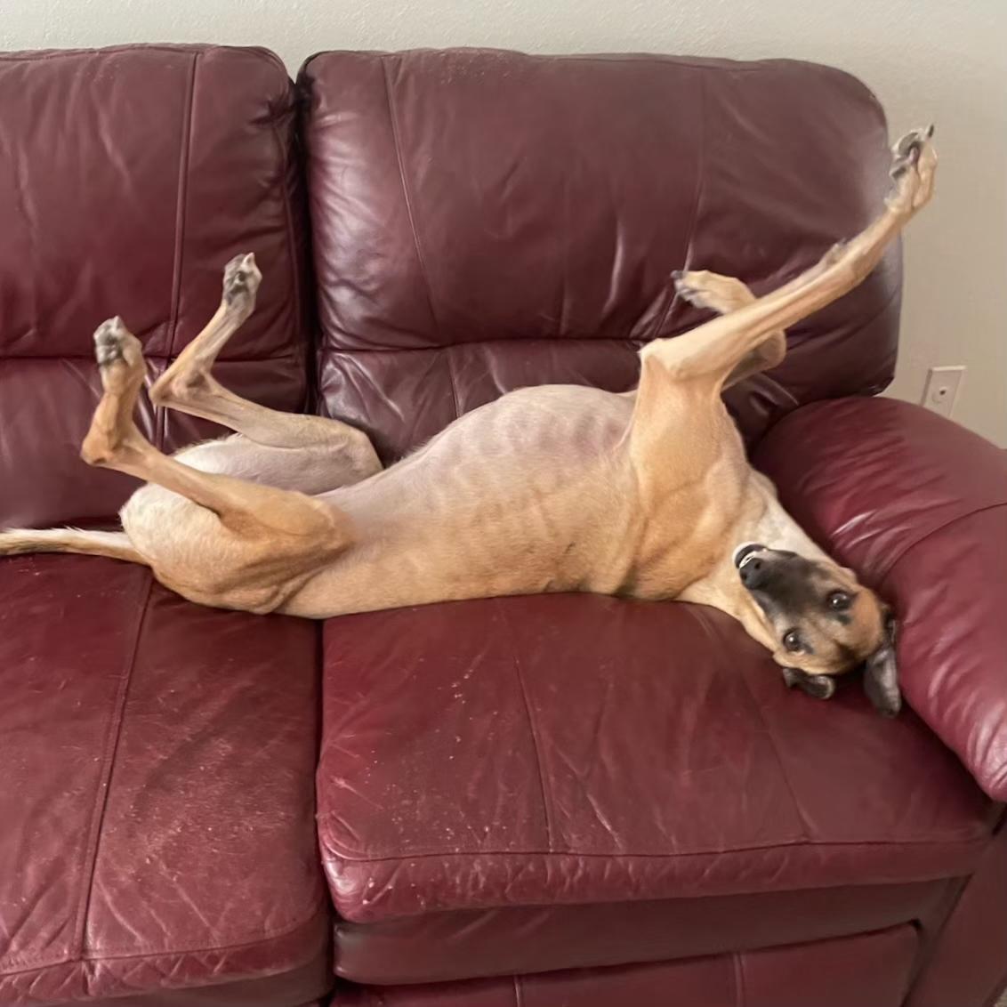 Imark Hades, a Adopted Greyhound in Tarpon Springs, FL image 3/6