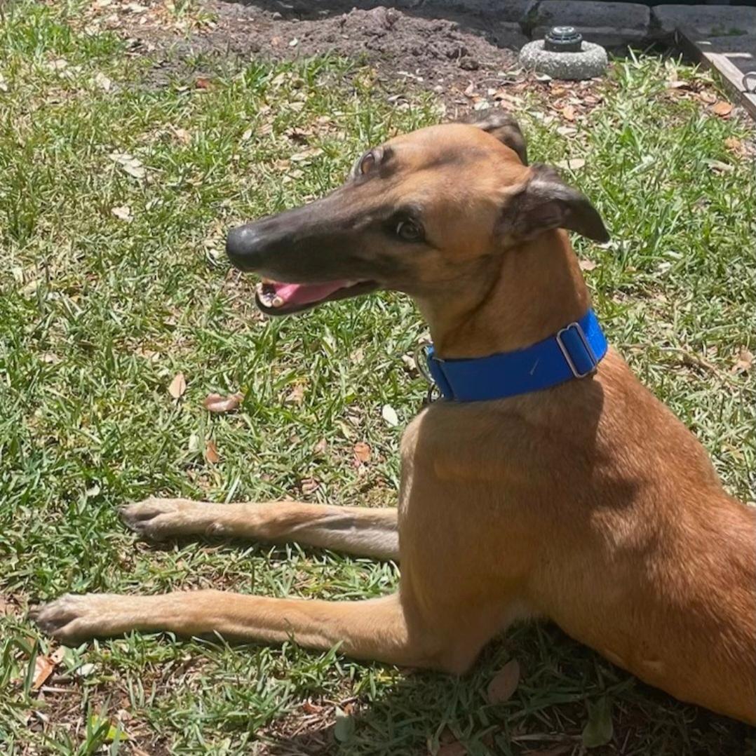 Imark Hades, a Adopted Greyhound in Tarpon Springs, FL image 4/6