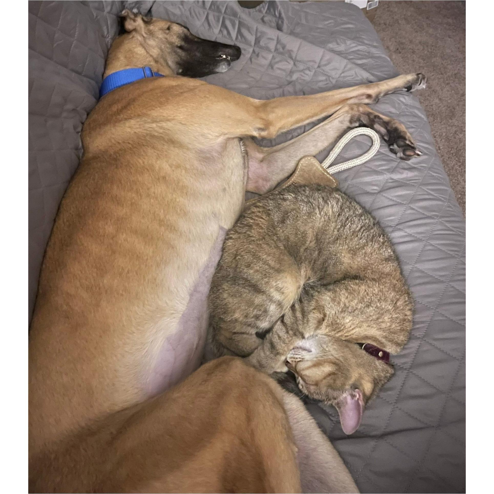 Imark Hades, a Adopted Greyhound in Tarpon Springs, FL image 5/6