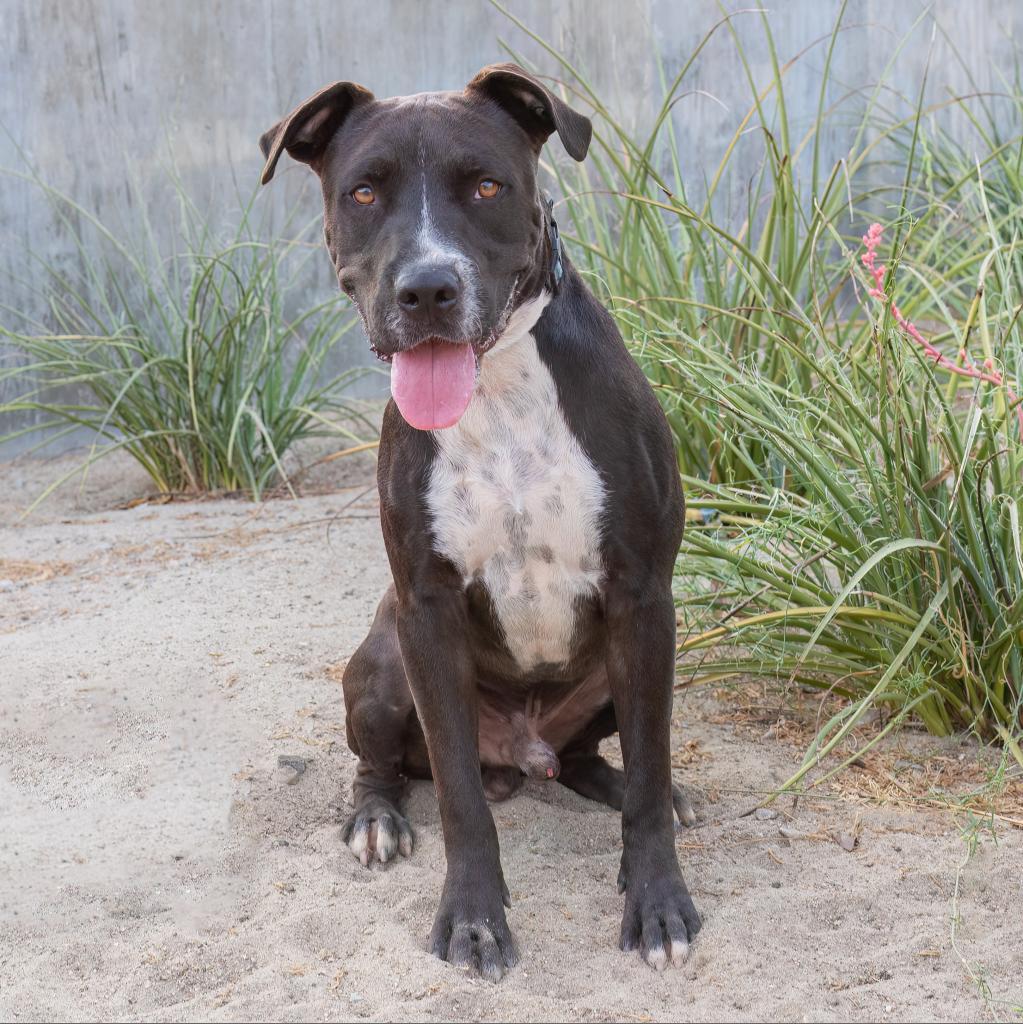 Marco, Adoptable, Adult Male Pit Bull Terrier.