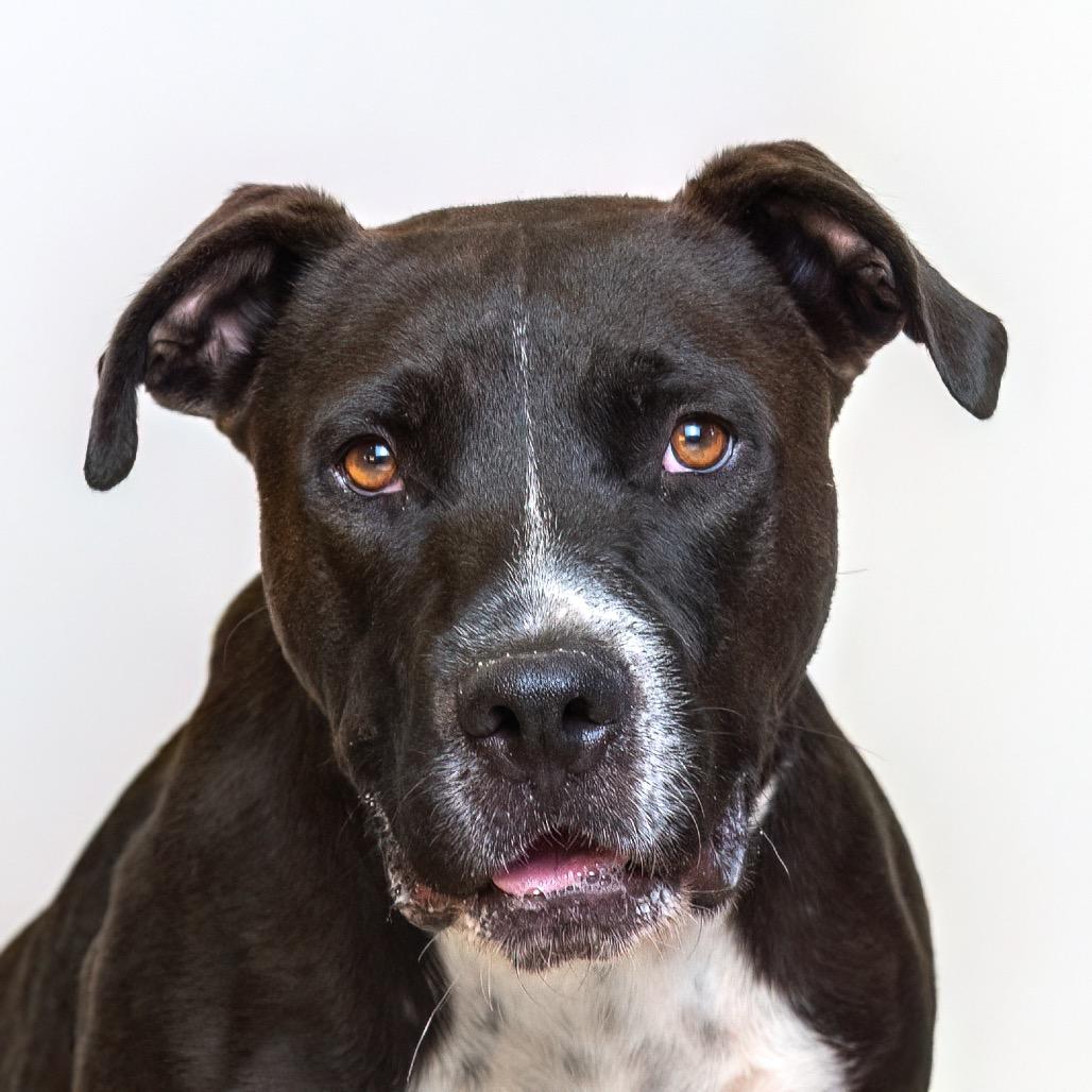 Marco, Adoptable, Adult Male Pit Bull Terrier.
