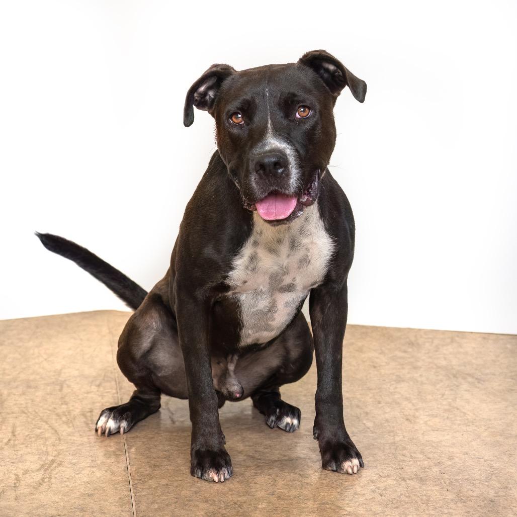 Marco, a Adoptable mixed breed in Palm Springs, CA image 2/2