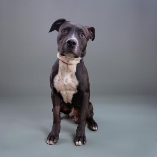 Enlarge Marco, a Adoptable mixed breed in Palm Springs, CA image 3/3
